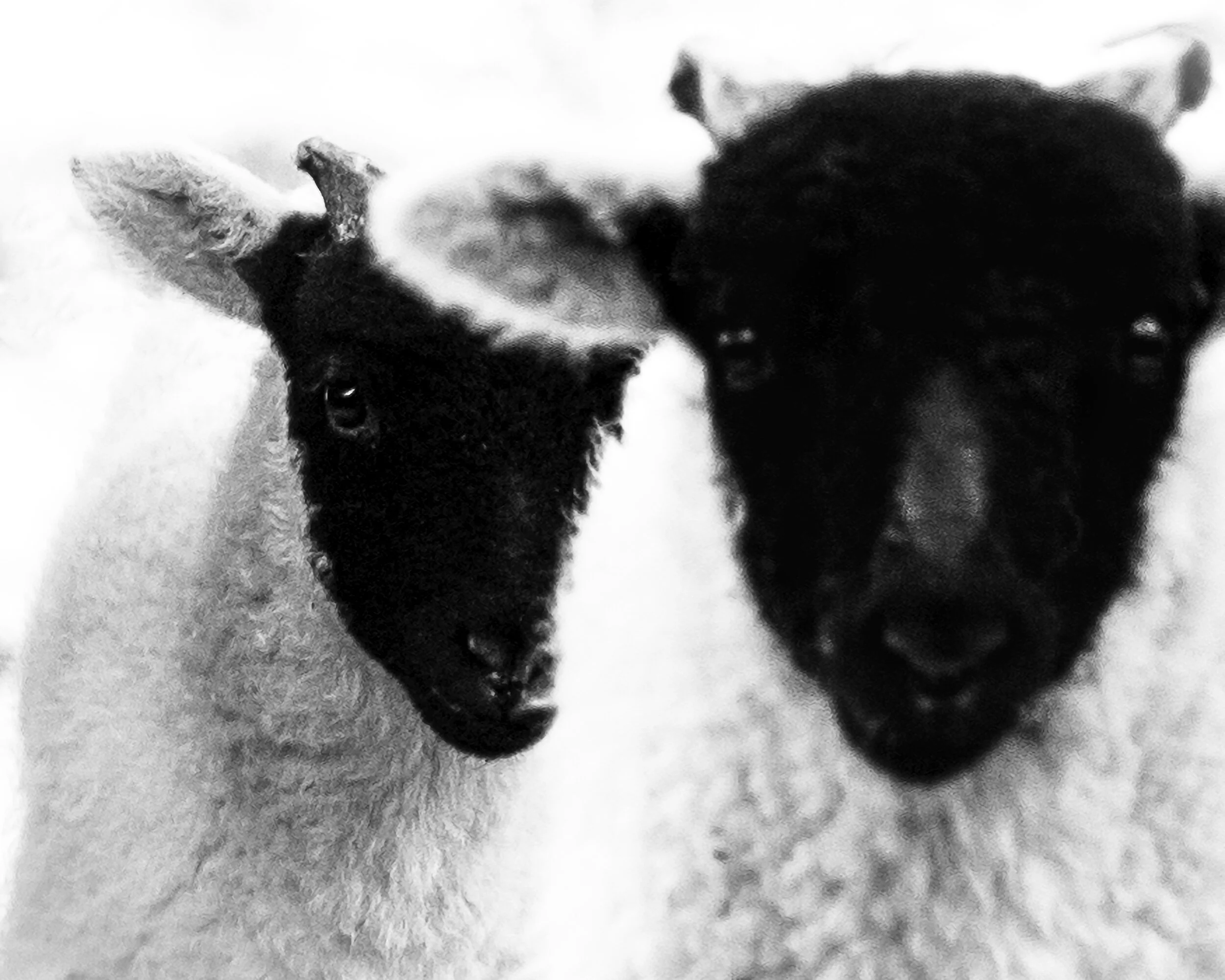 2 Sheep BW 2016 copy.jpg