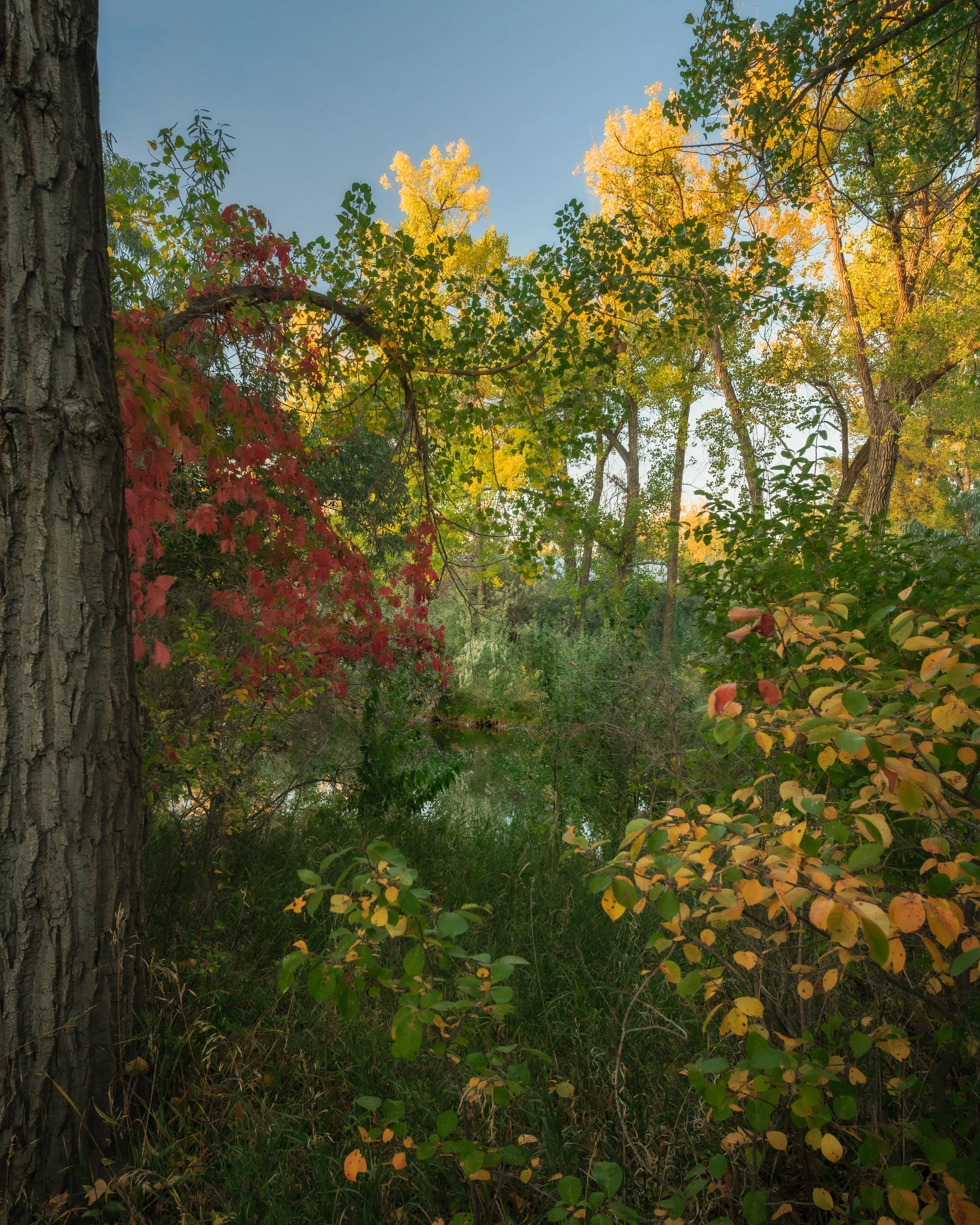 The Colours of Fall Final .jpg