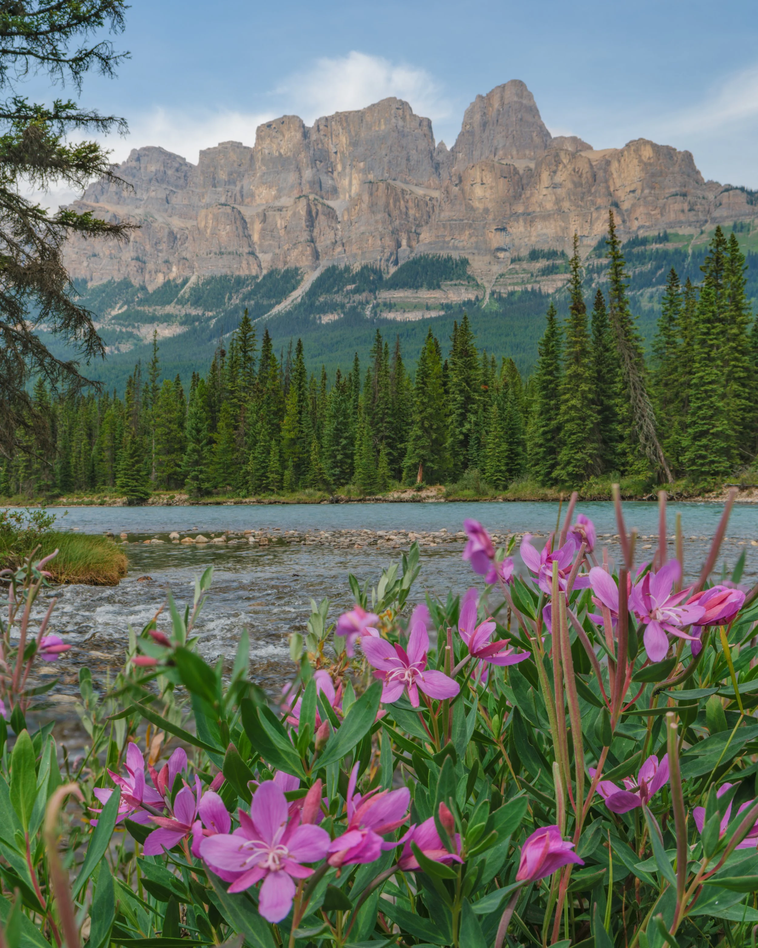 Summer at Castle Mountian 2026 flowers in the foreground .jpg