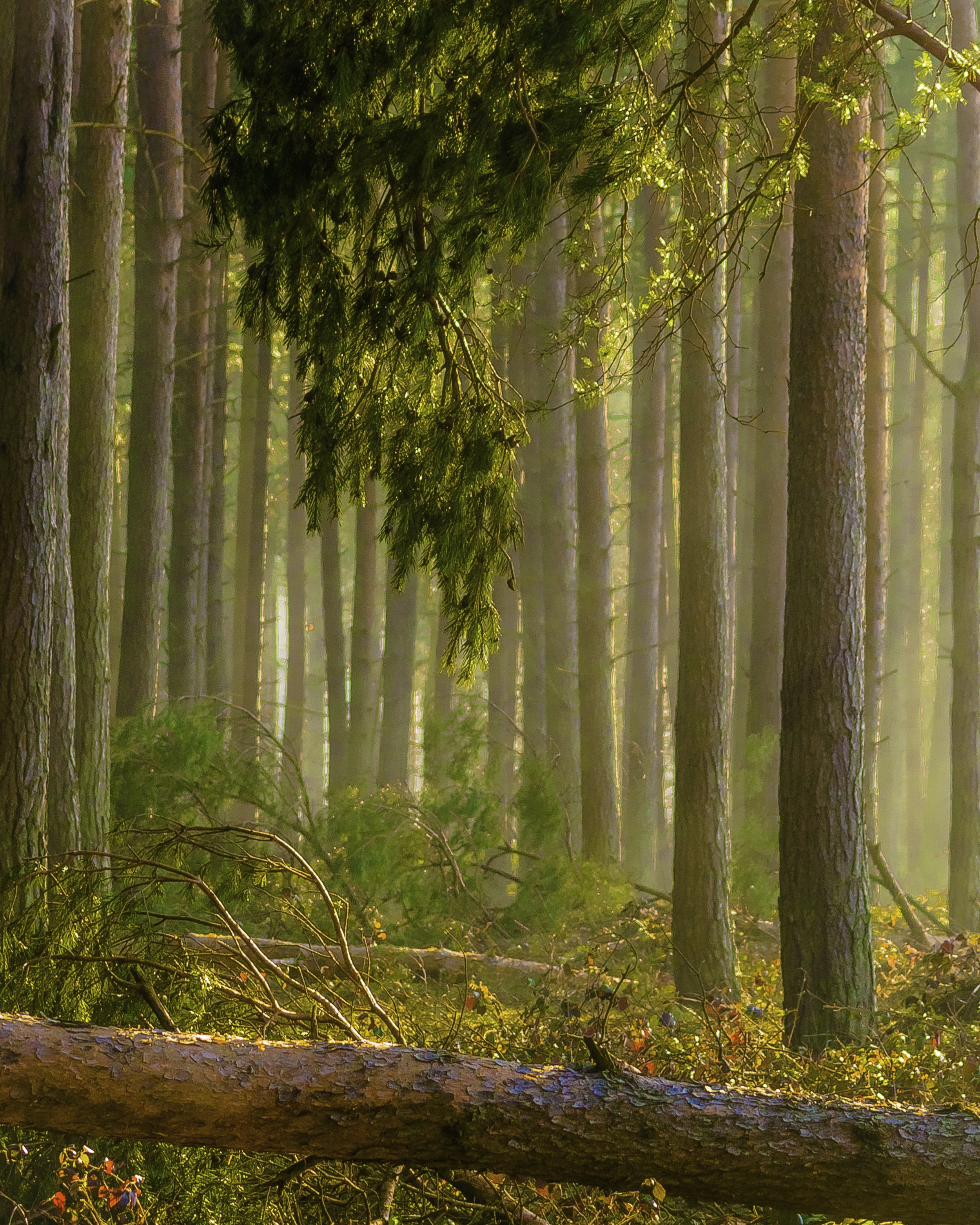 Kirkby Wood Spring 2014.jpg