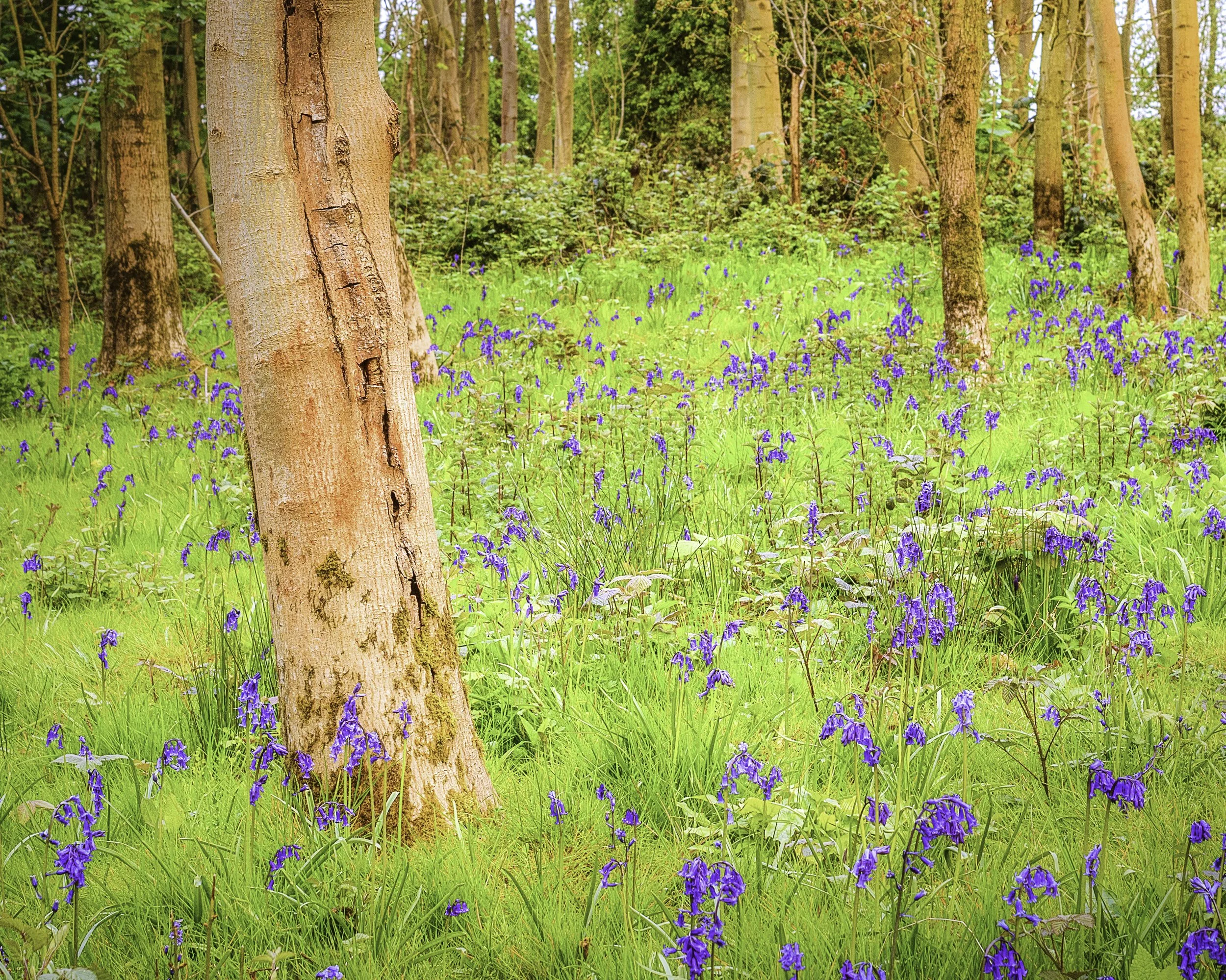 Bluebells_in_the_Wood_2017.jpg