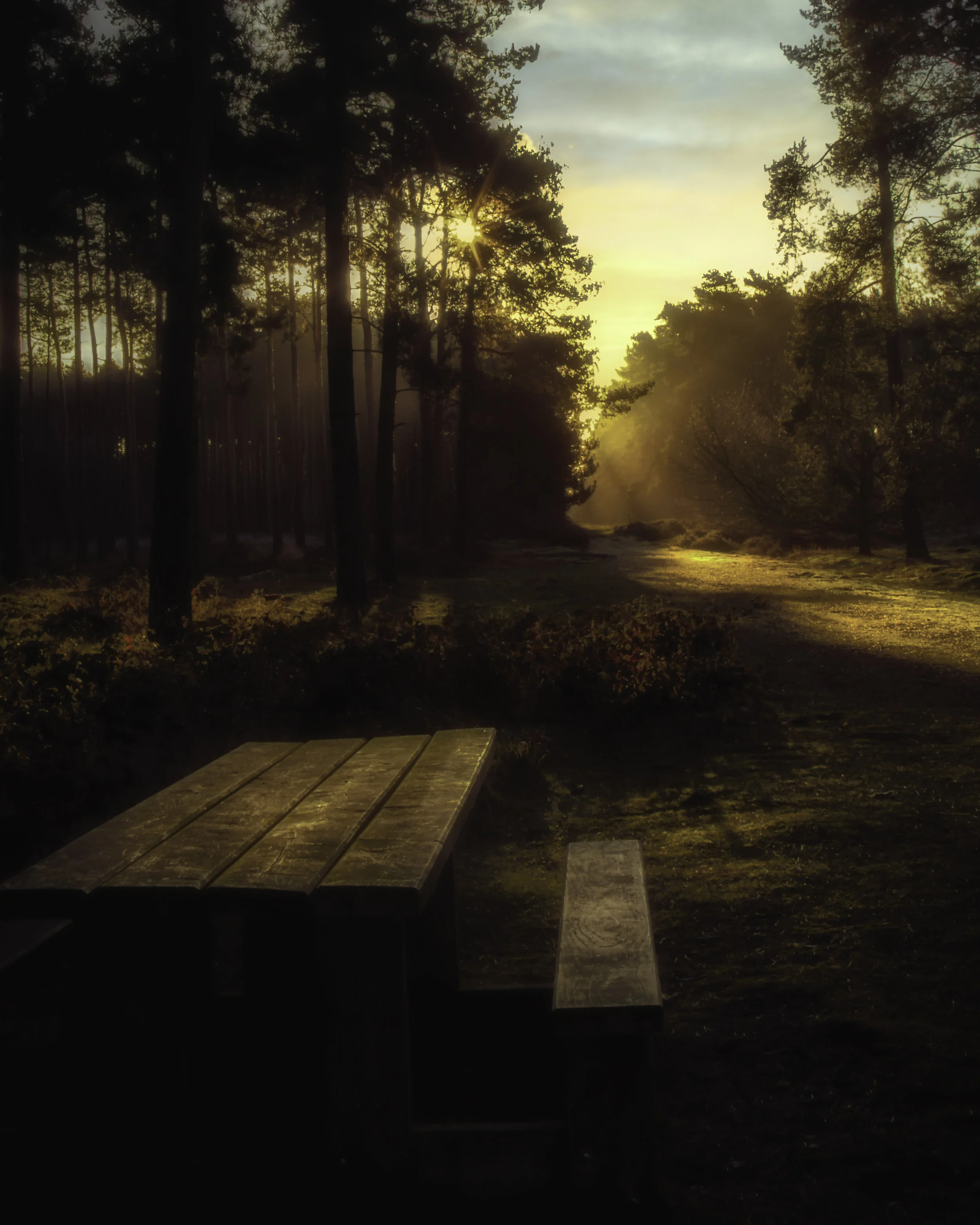 Sunrise in the Woods 2013.jpg