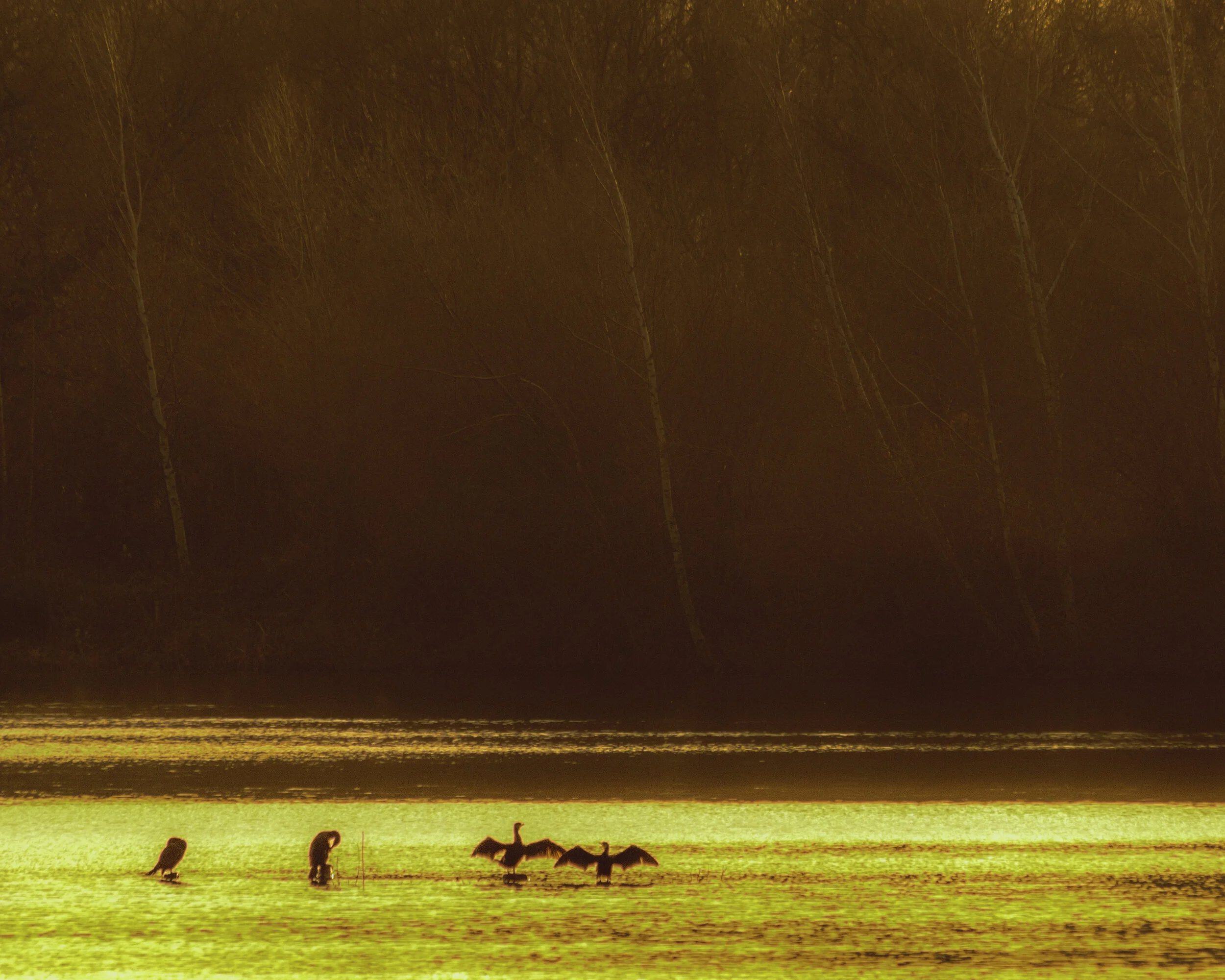 Golden Birds Hartsholme Park 2015 .jpg