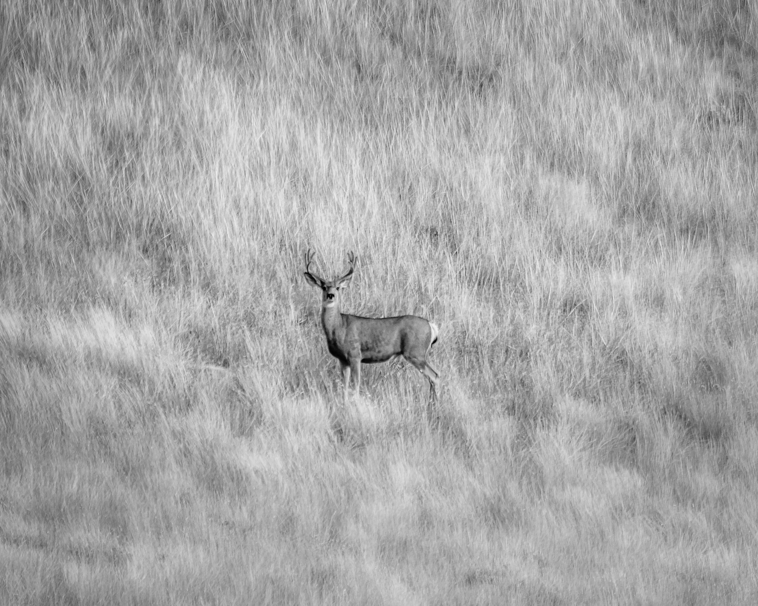 Lost in the Grass Deer 2018.jpg