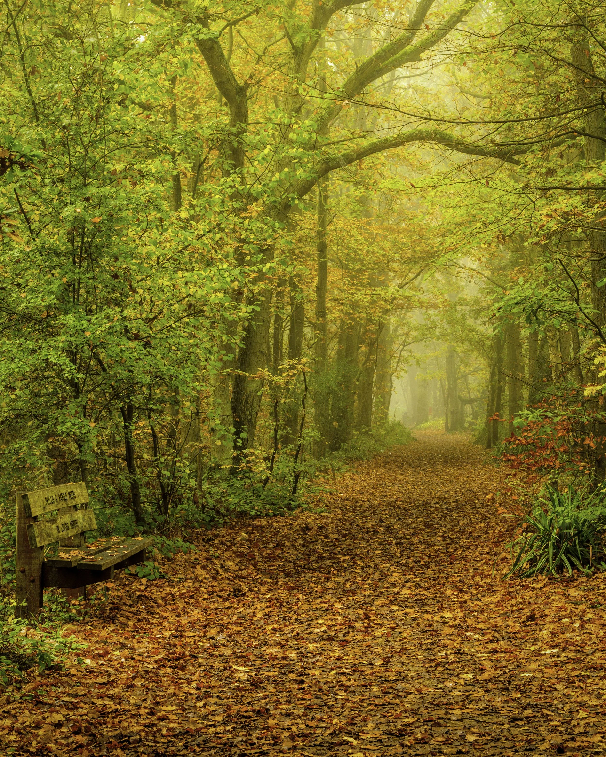 Hartsholme Autumn 2015.jpg