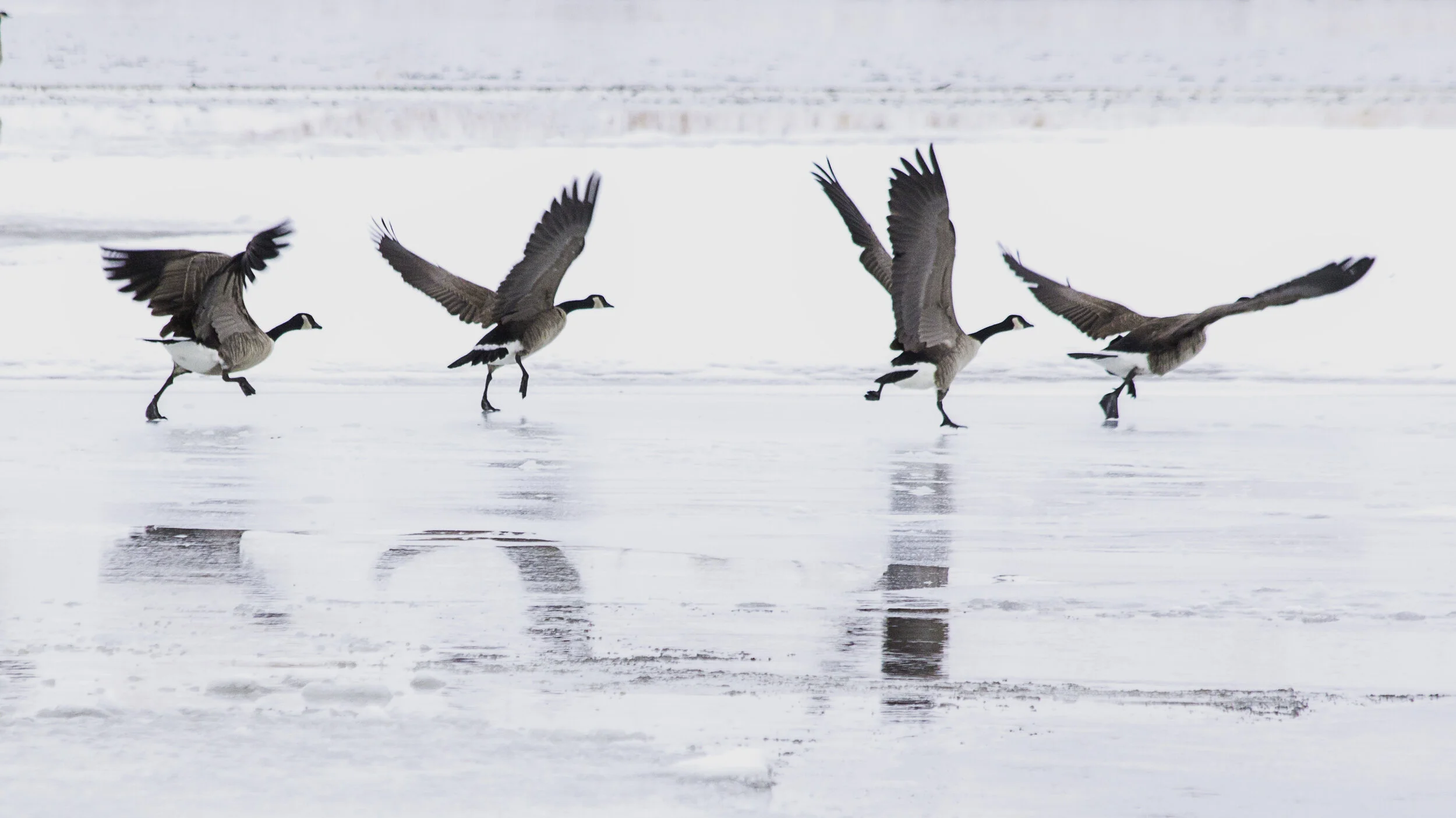 Dancing on Ice 2021 Police Point Park .jpg