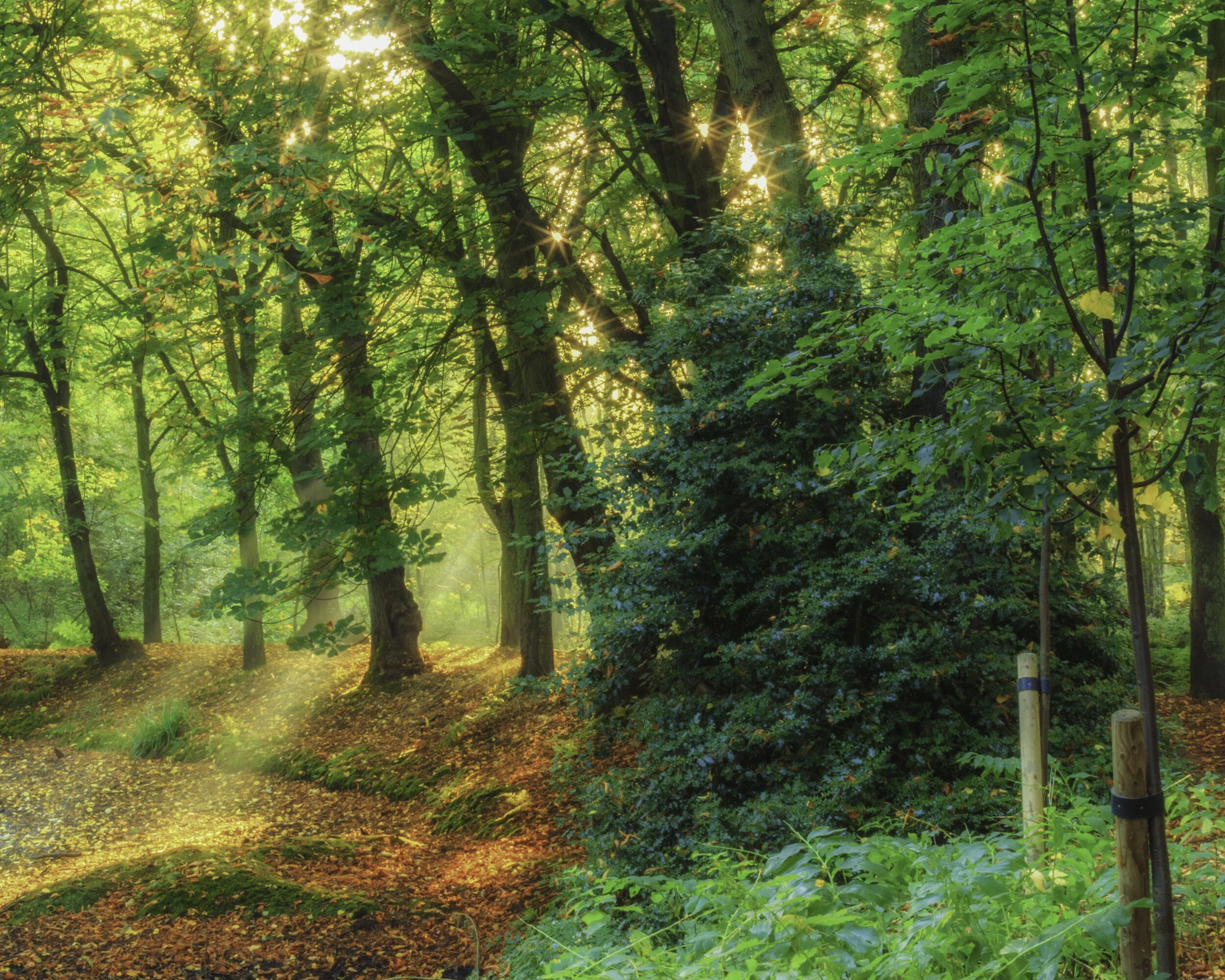 Trees and Sunlight Hartsholme 2015 copy.jpg