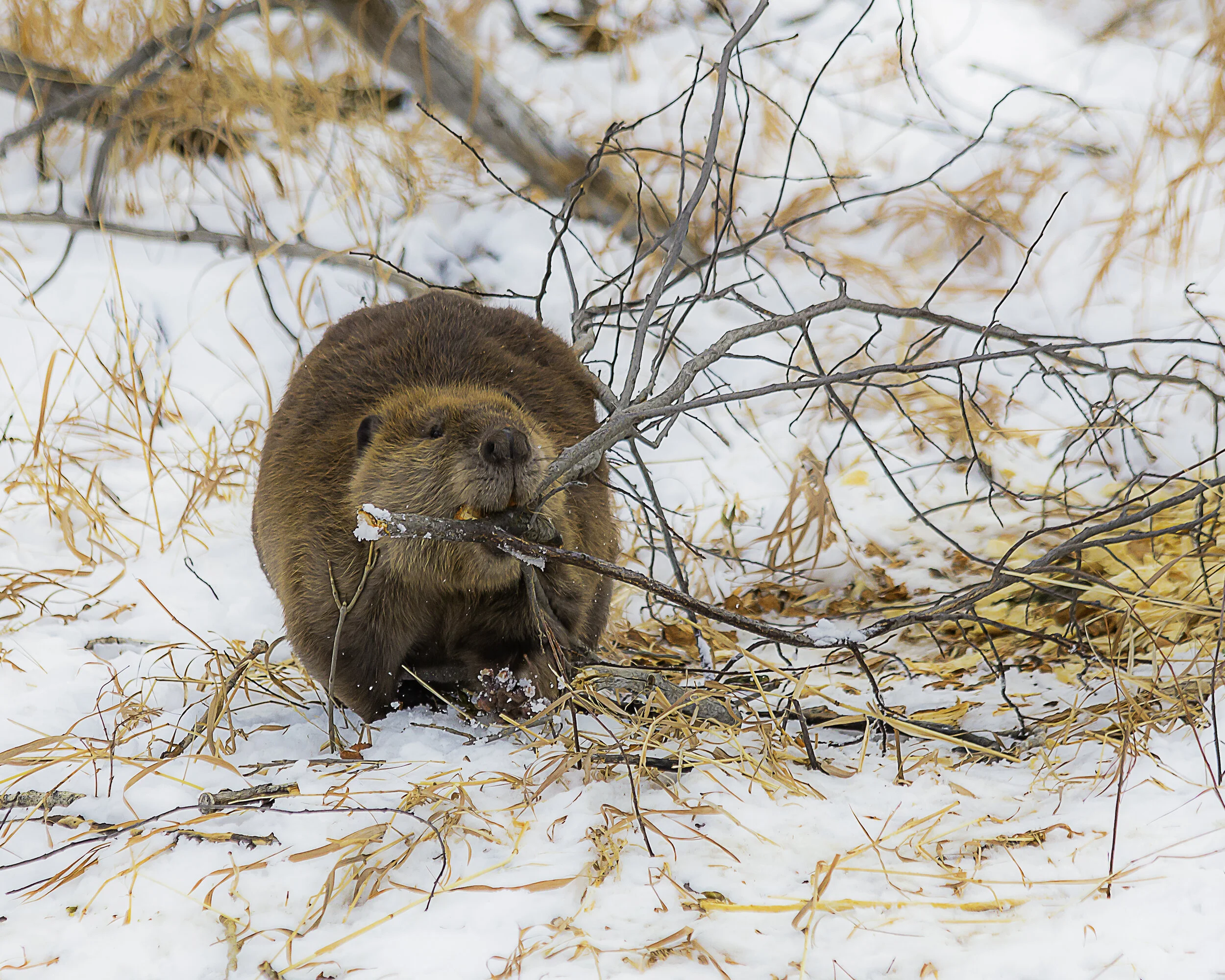 Gathering Wood 2016.jpg