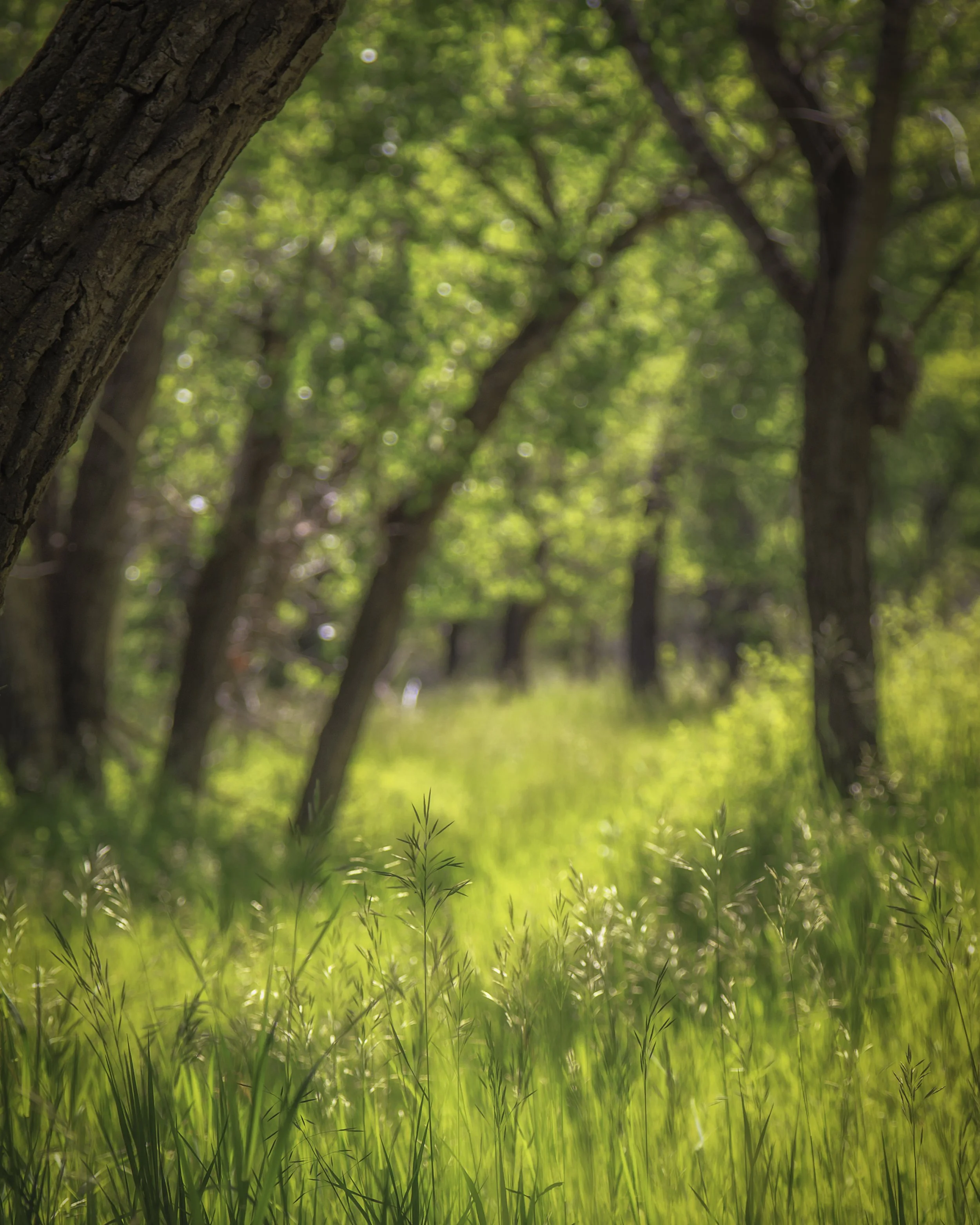 Police Point Park Summer 2018 .jpg