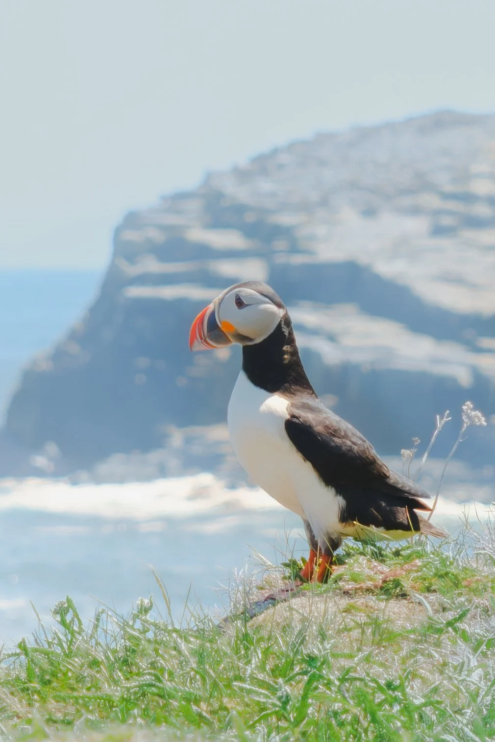 Puffin 4 x6 .jpg