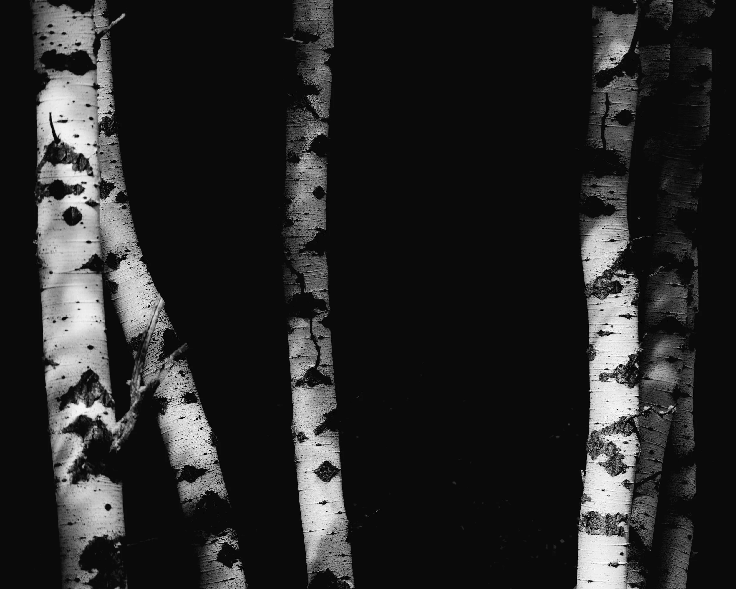 Aspen in Black and White .jpg