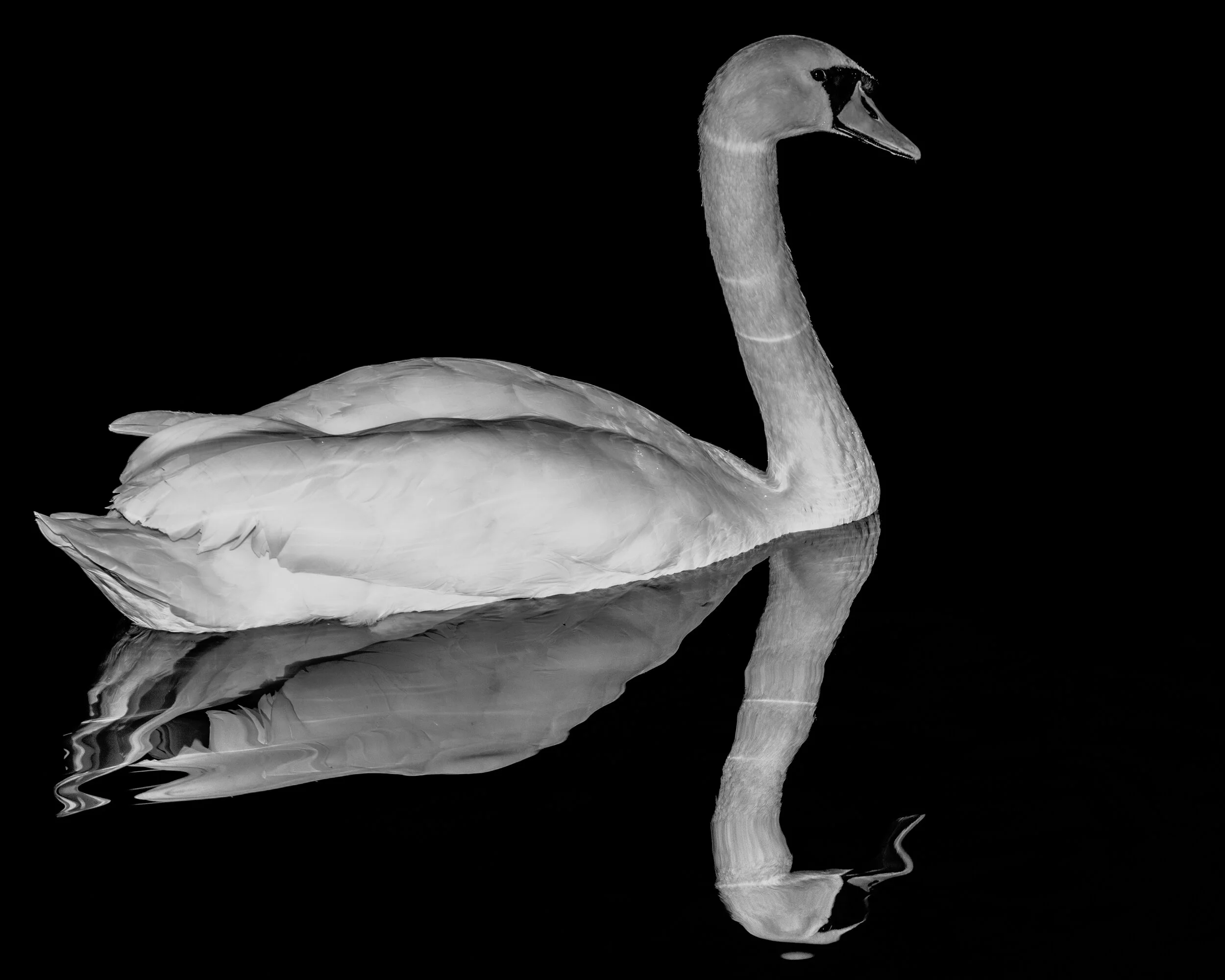 Reflections of a Swan 2015.jpg