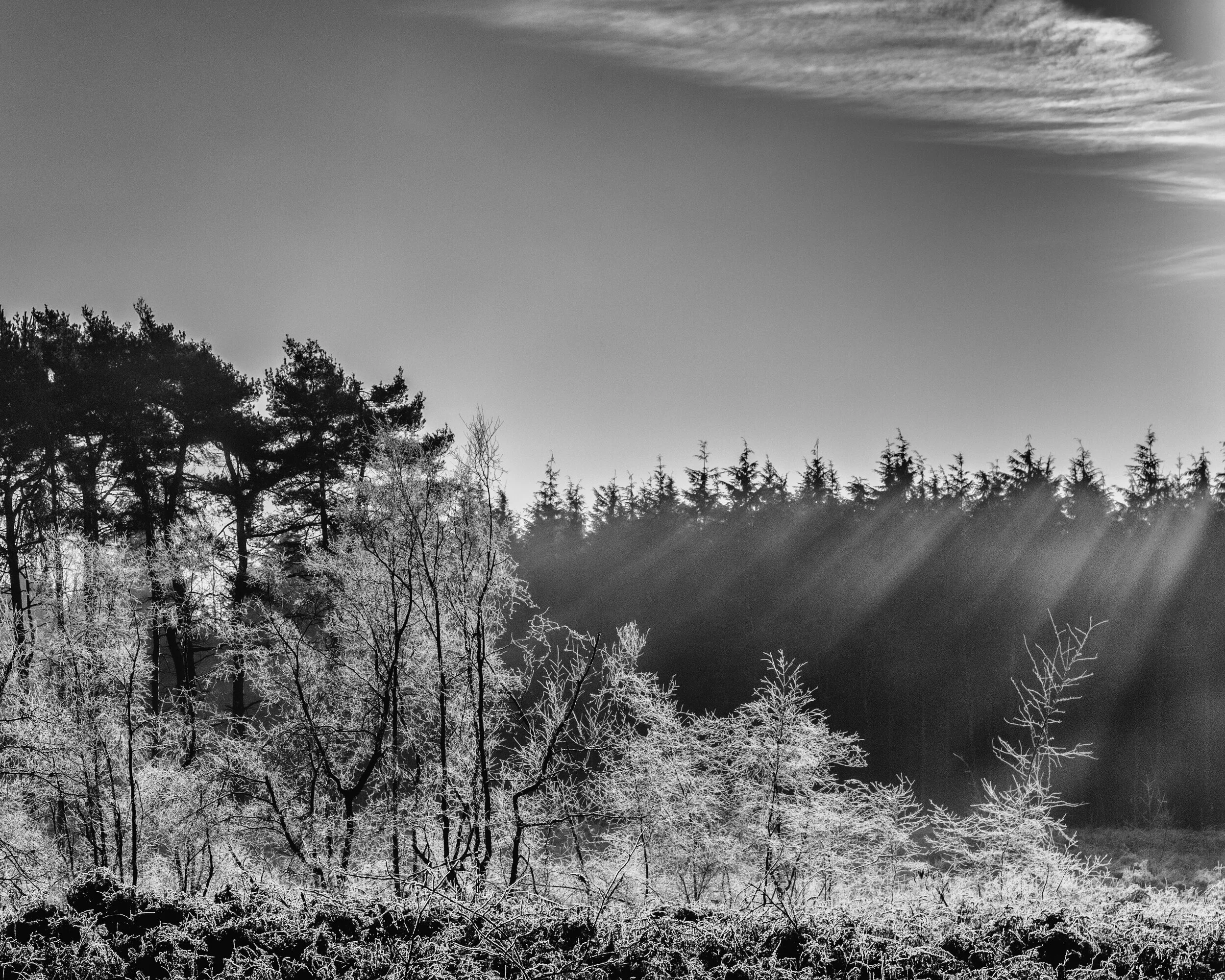 Frozen Winter Light.jpg