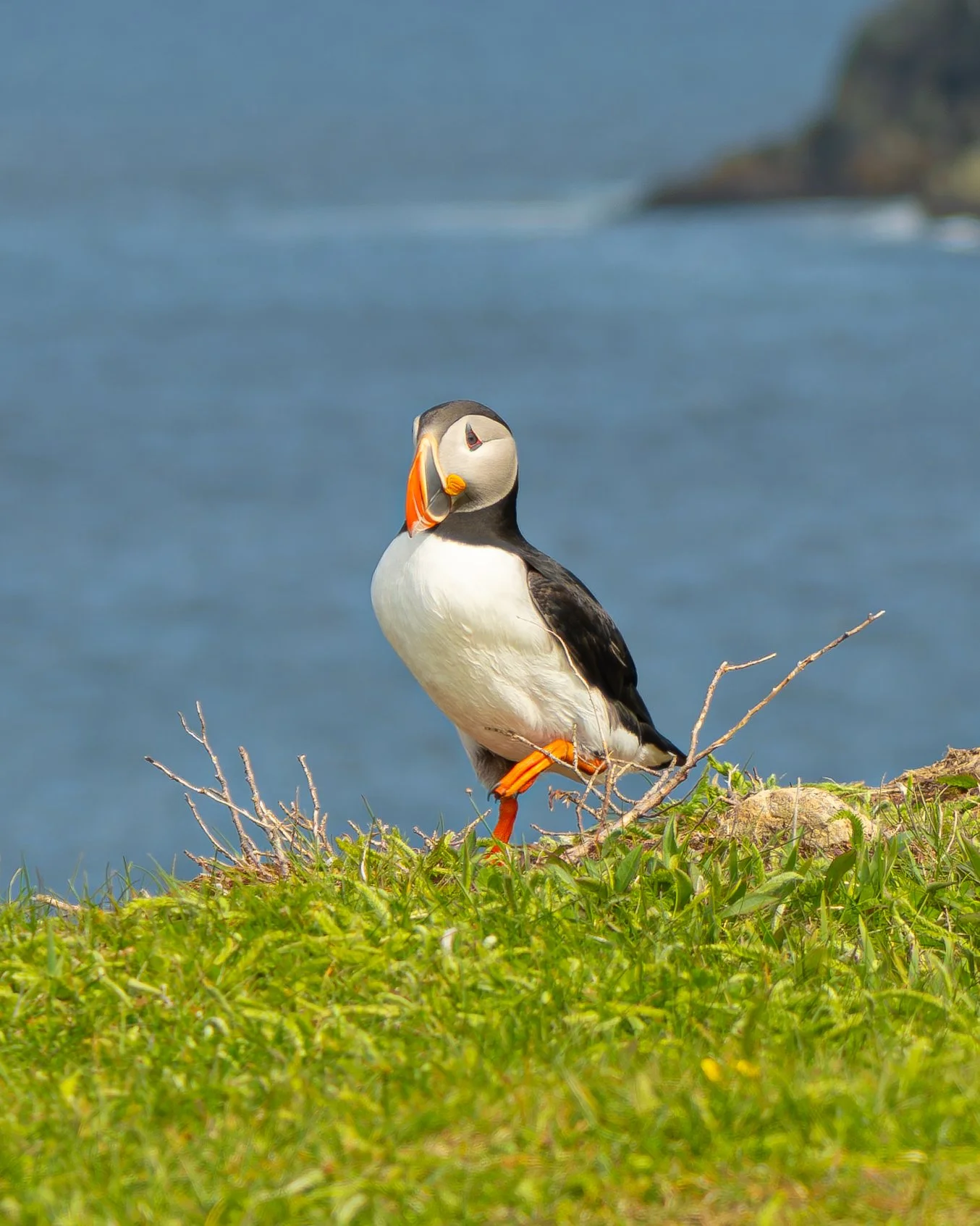 Puffin_on_1_leg_June_2024__2.jpg
