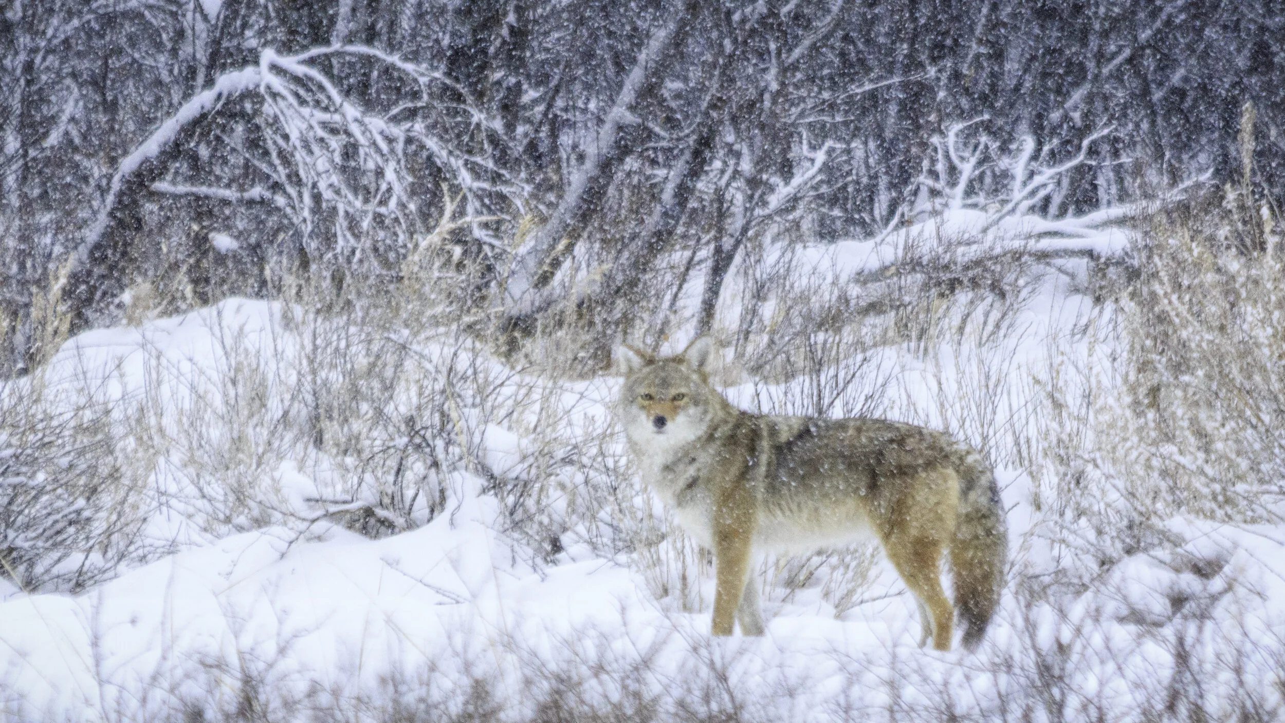 Coyote Snow 2017.jpg