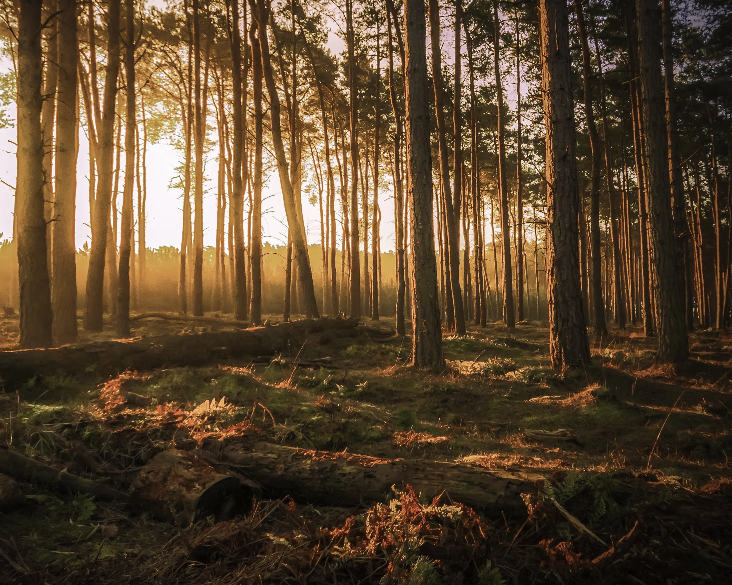 Kirkby Wood, Woodhall Spa 2015.jpg