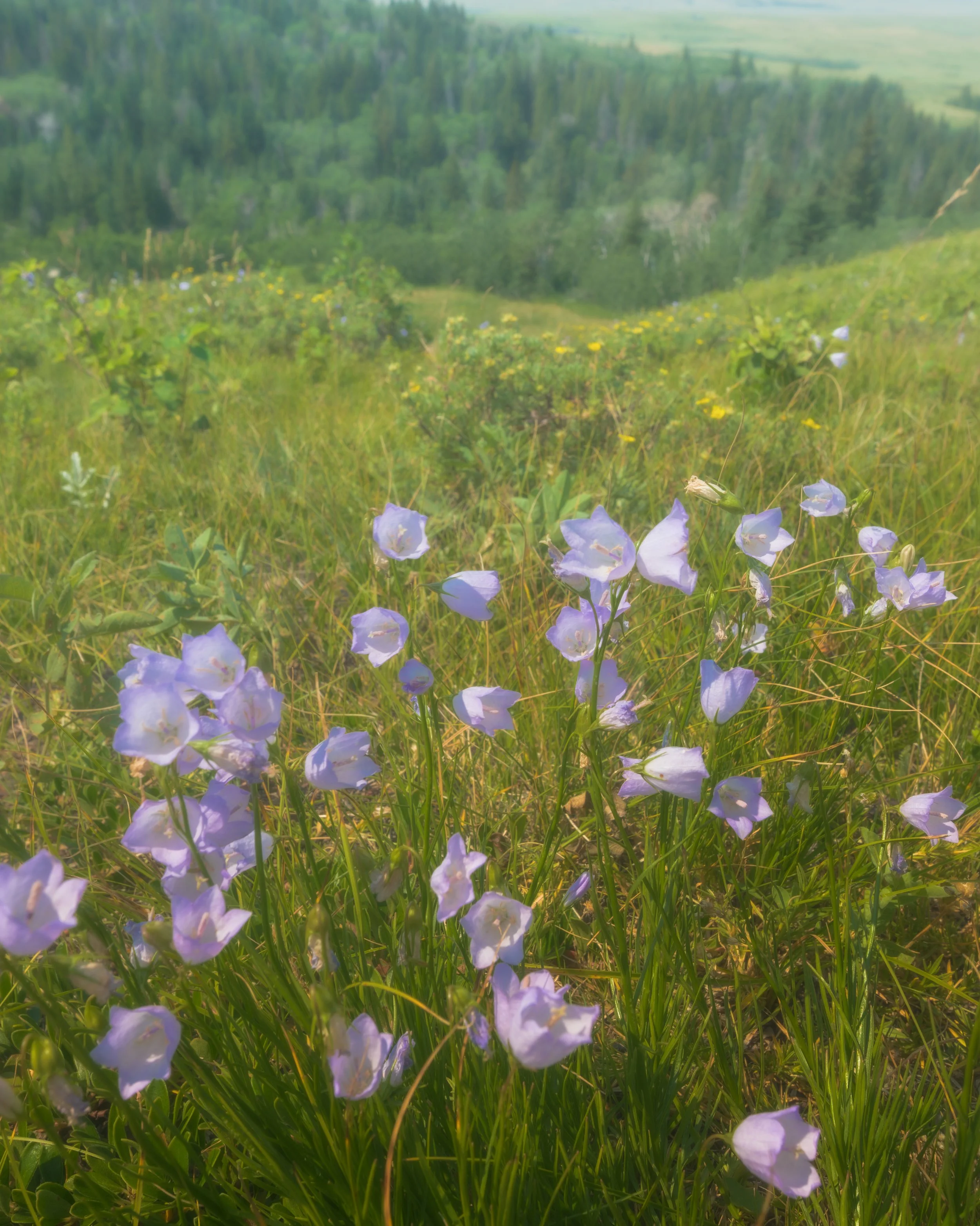 Flower 2.jpg
