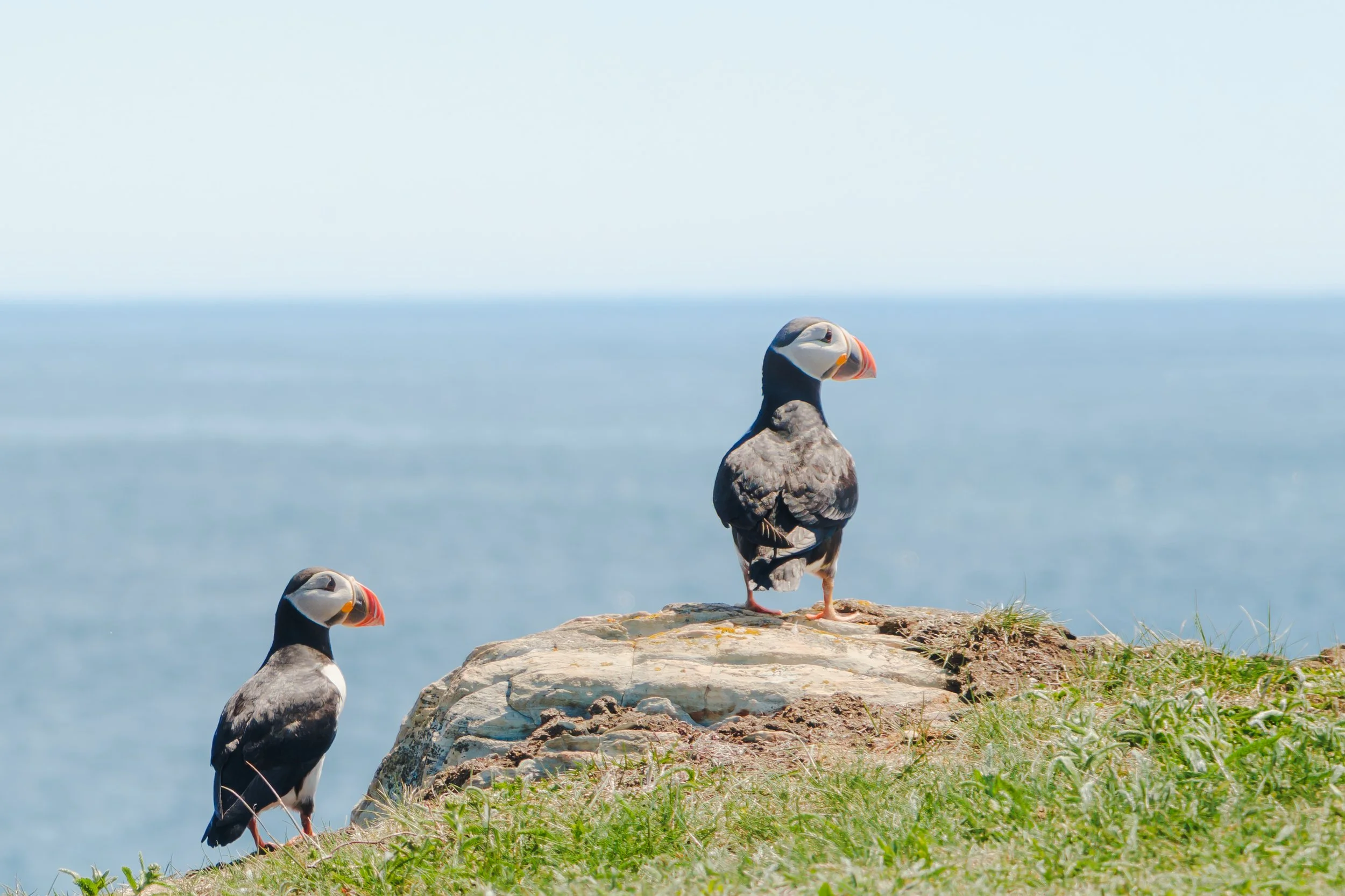 Puffin 4 x 6 Landscape .jpg