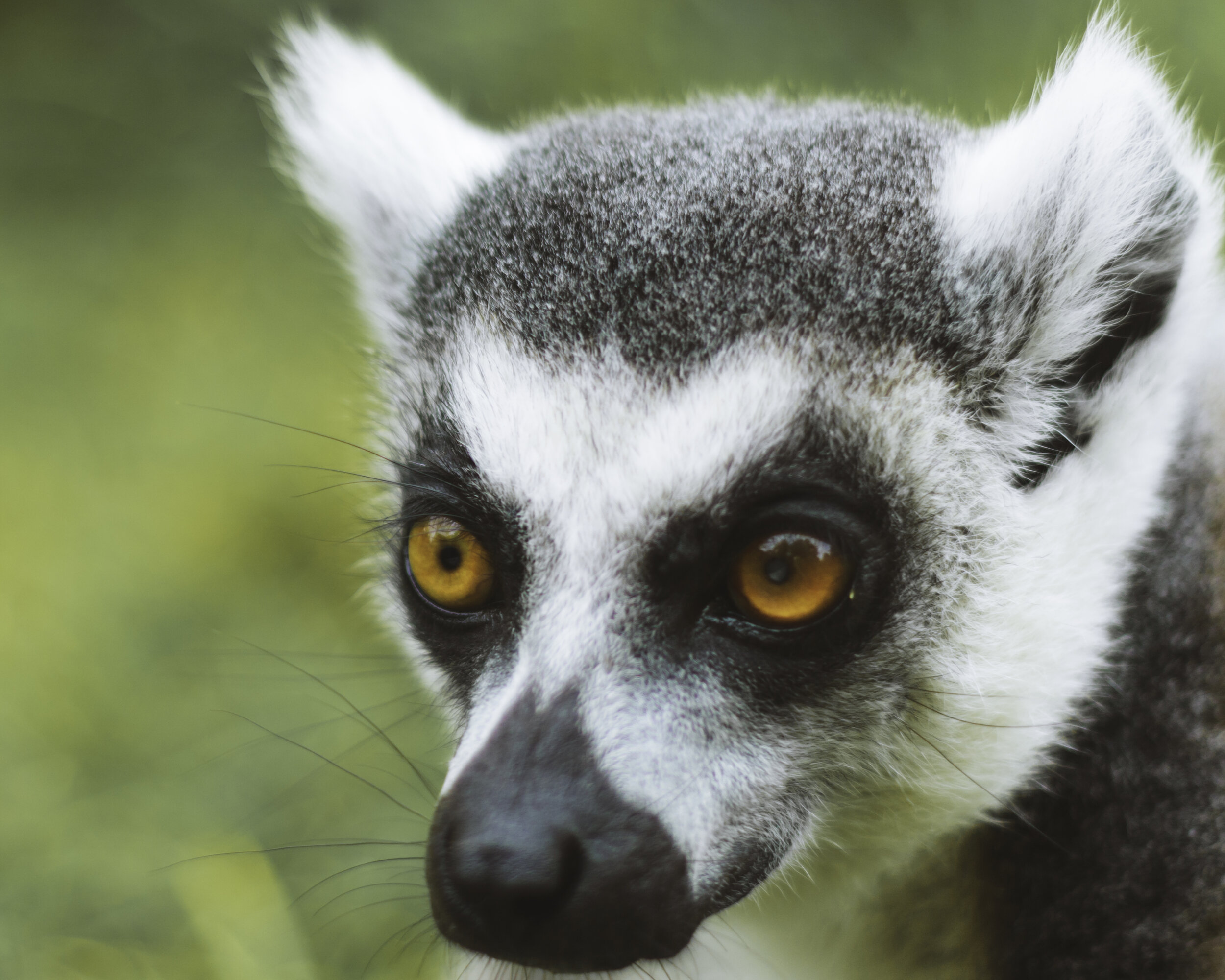 Lemur 2014 Zoo  copy.jpg