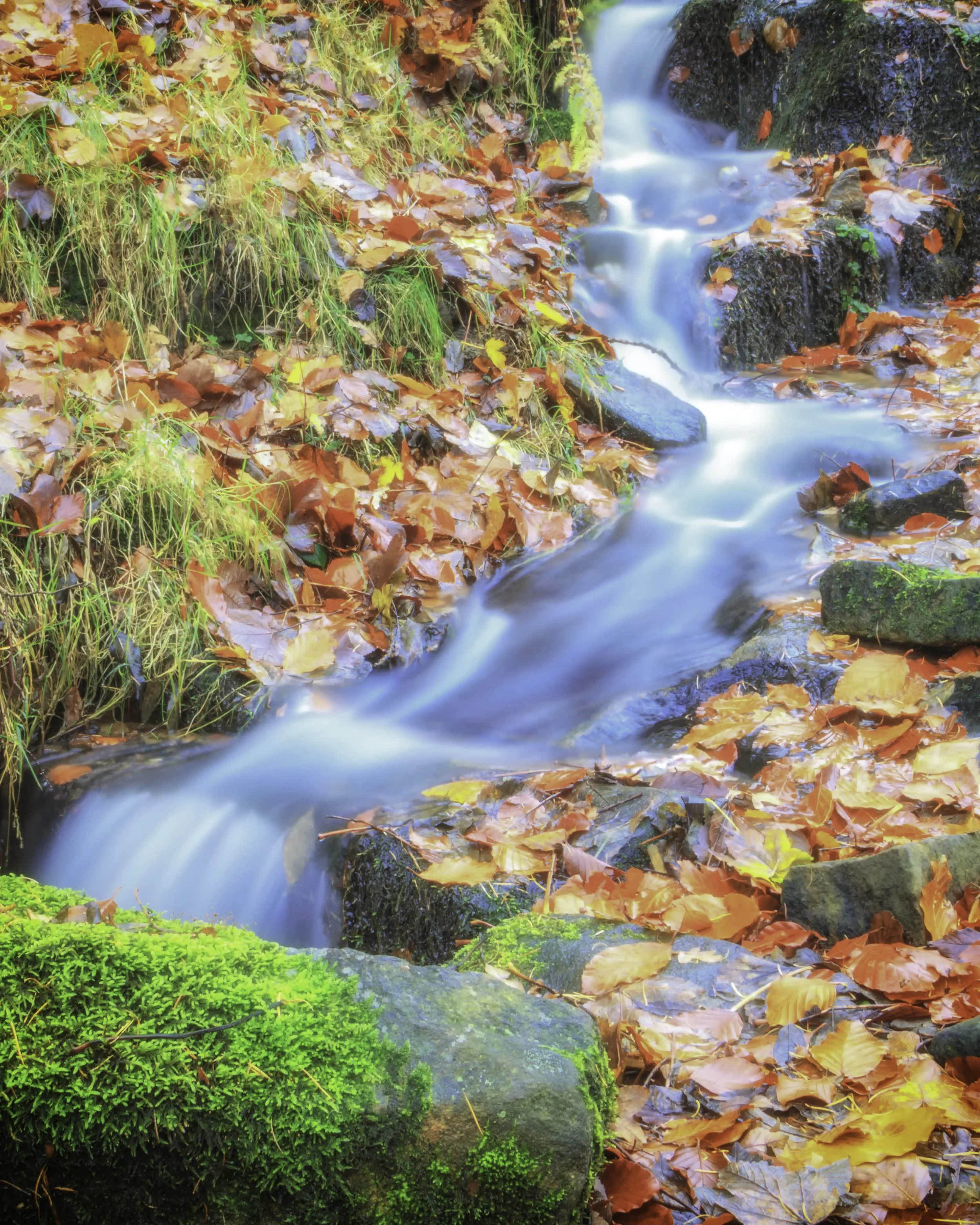 Autumn Fall 2015.jpg