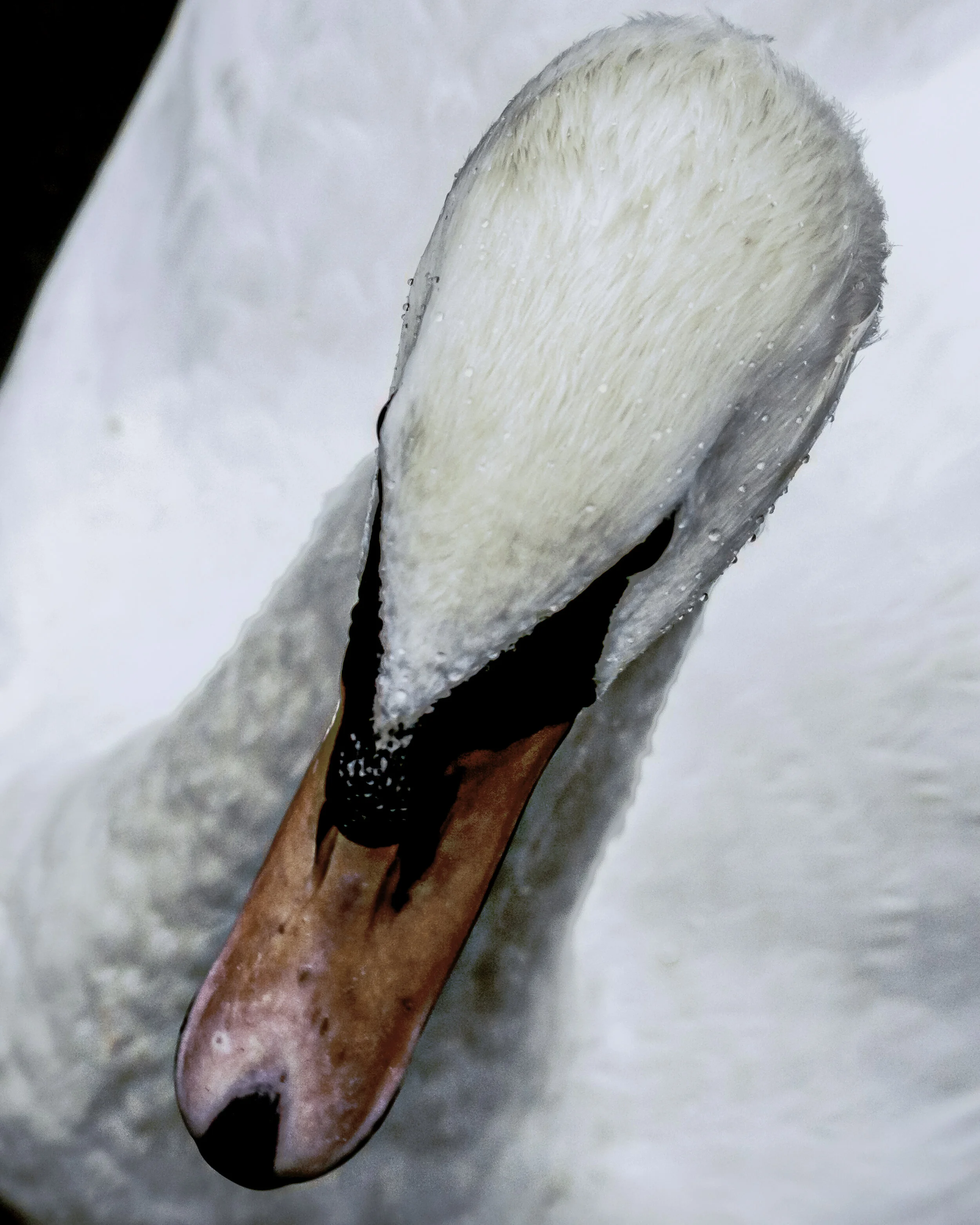 Portrait of a Swan 2015.jpg