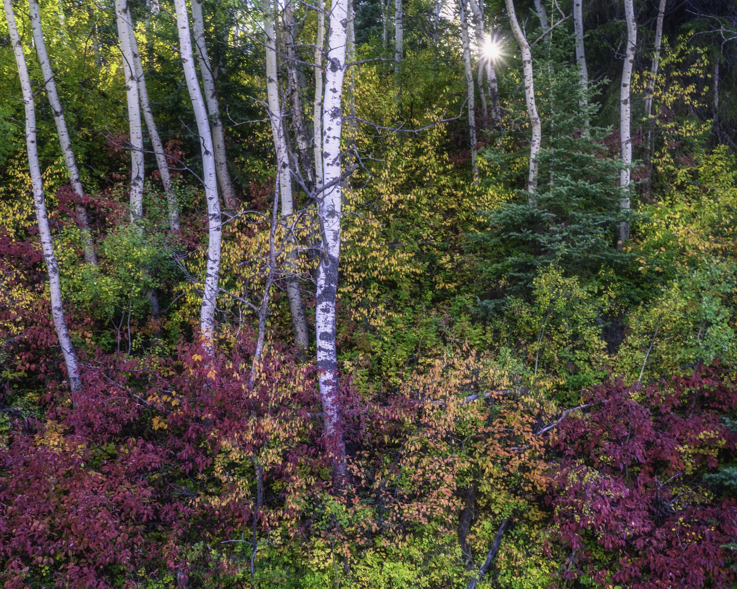 Fall in Alberta Sep 2021 .jpg
