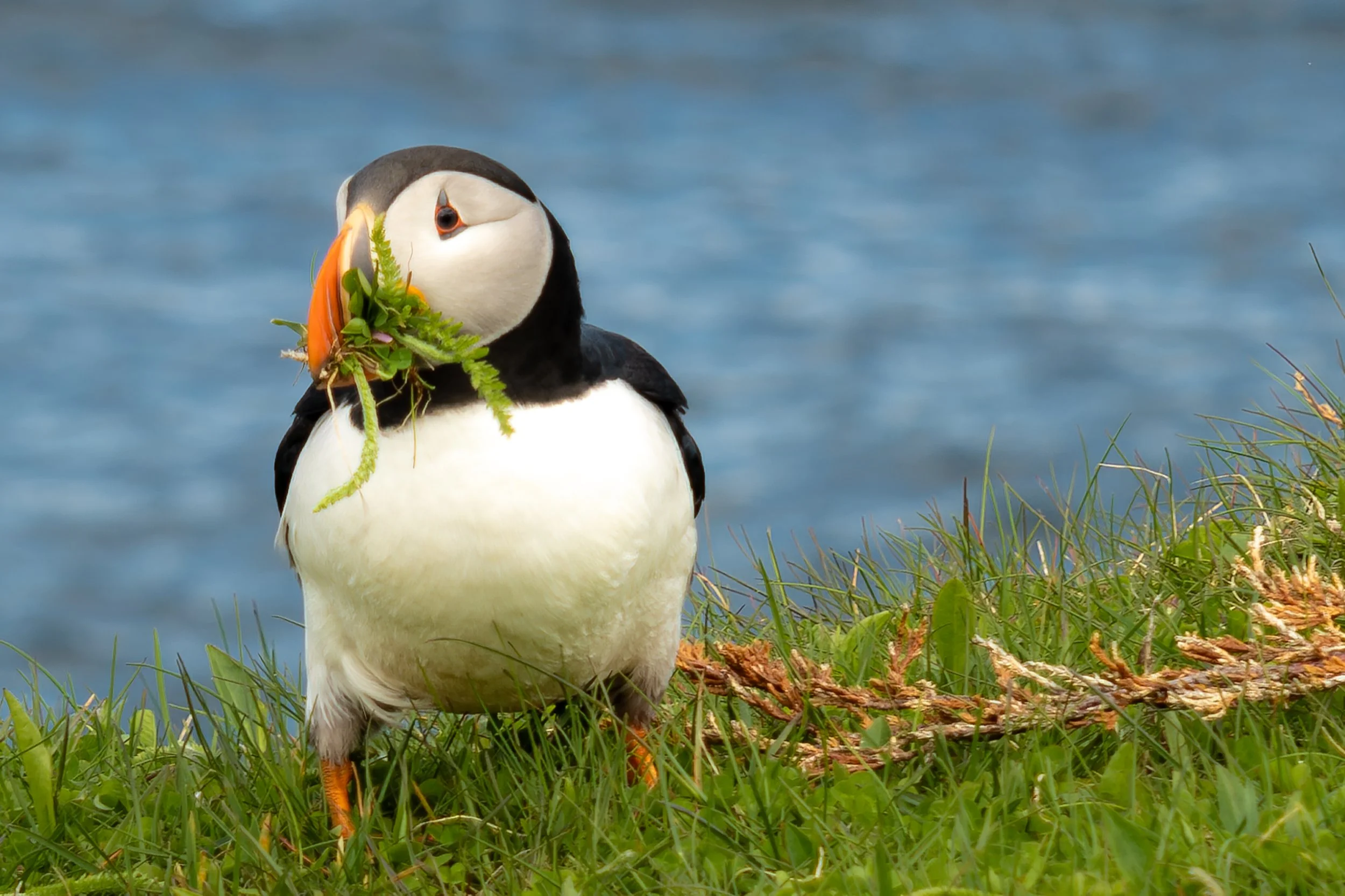 Puffin_June_2024_11_14_The_Gatherer_.jpg