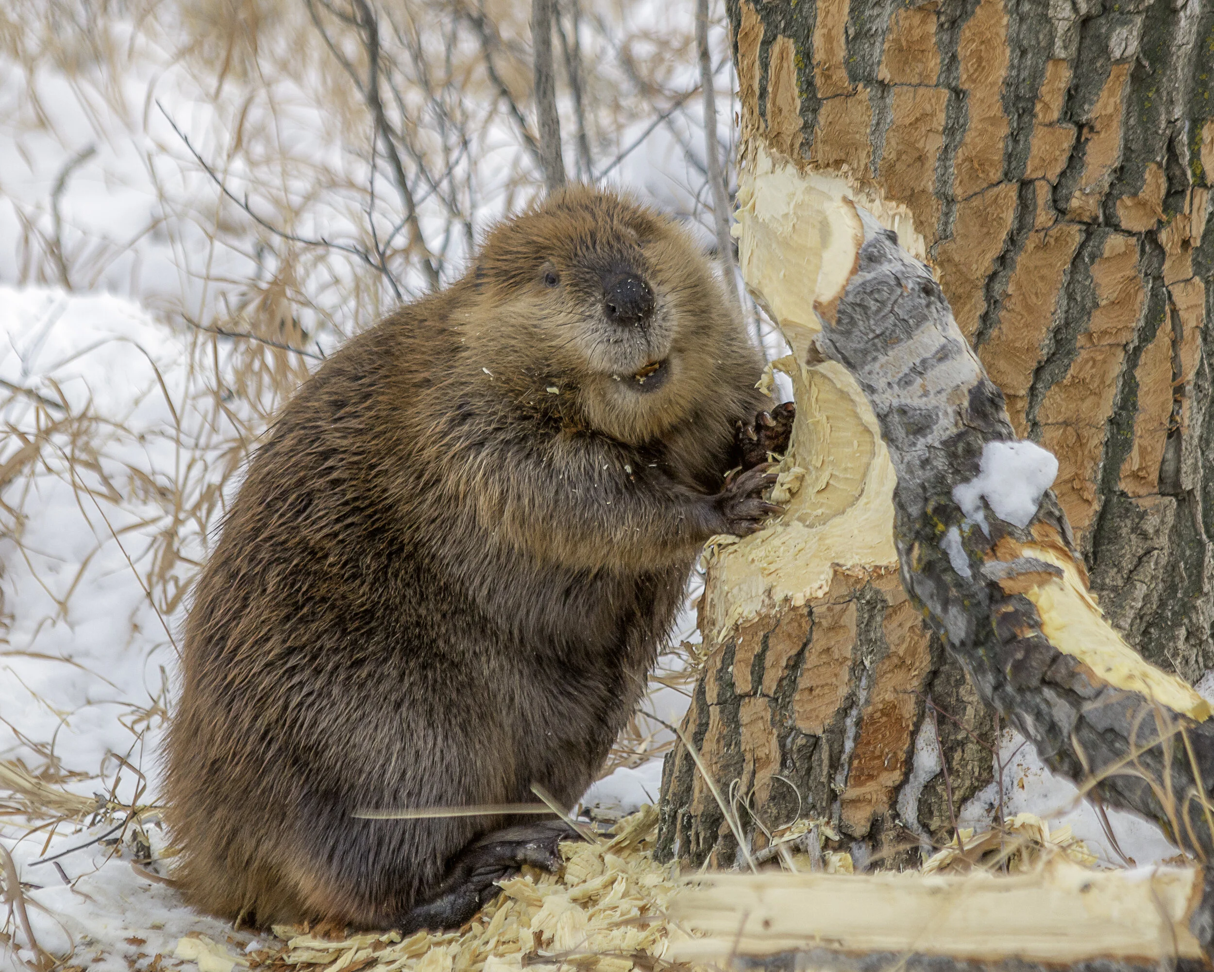 Happiest Beaver 2018.jpg