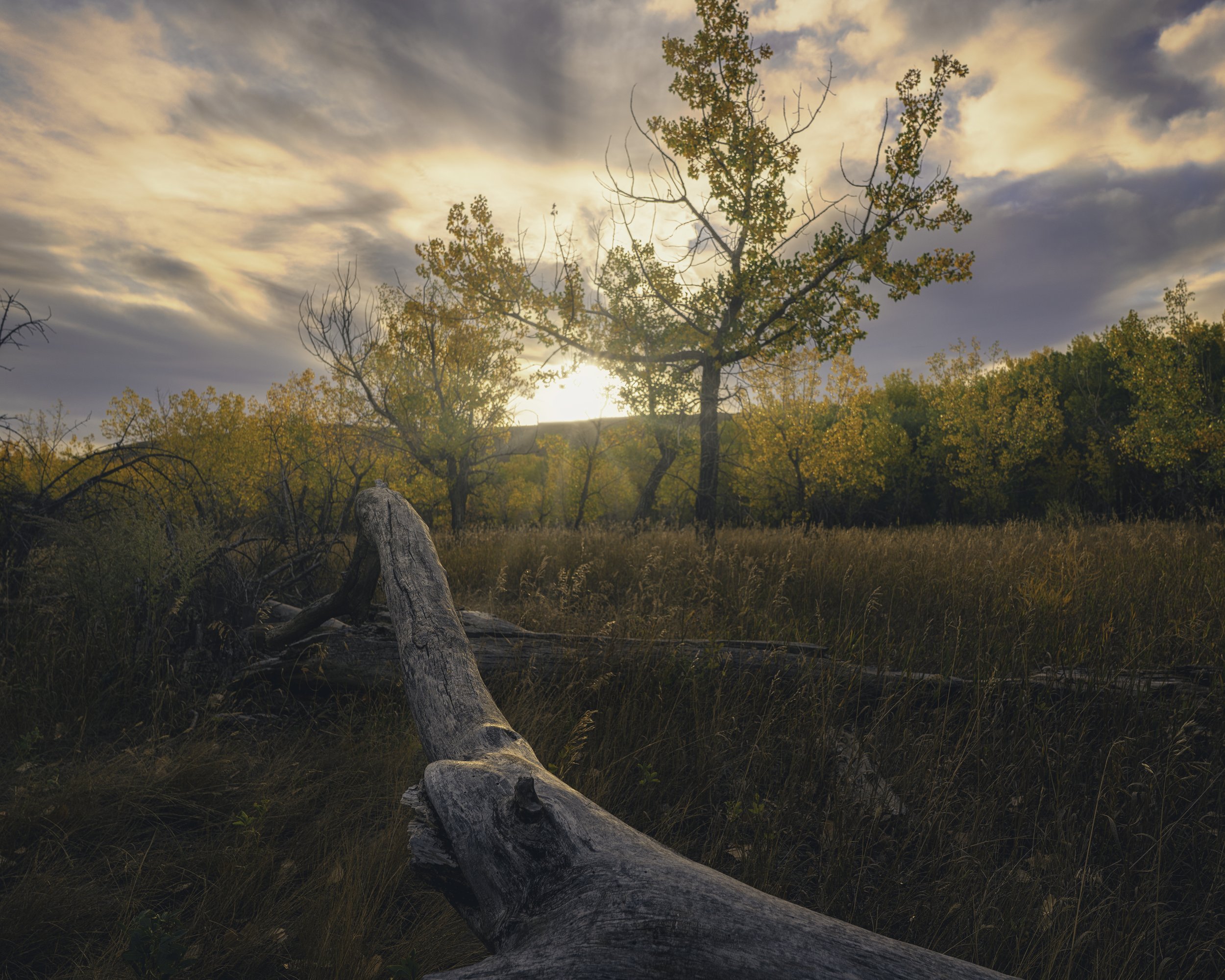 Gnarly Tree at Police Point Park Oct 2021 .jpg