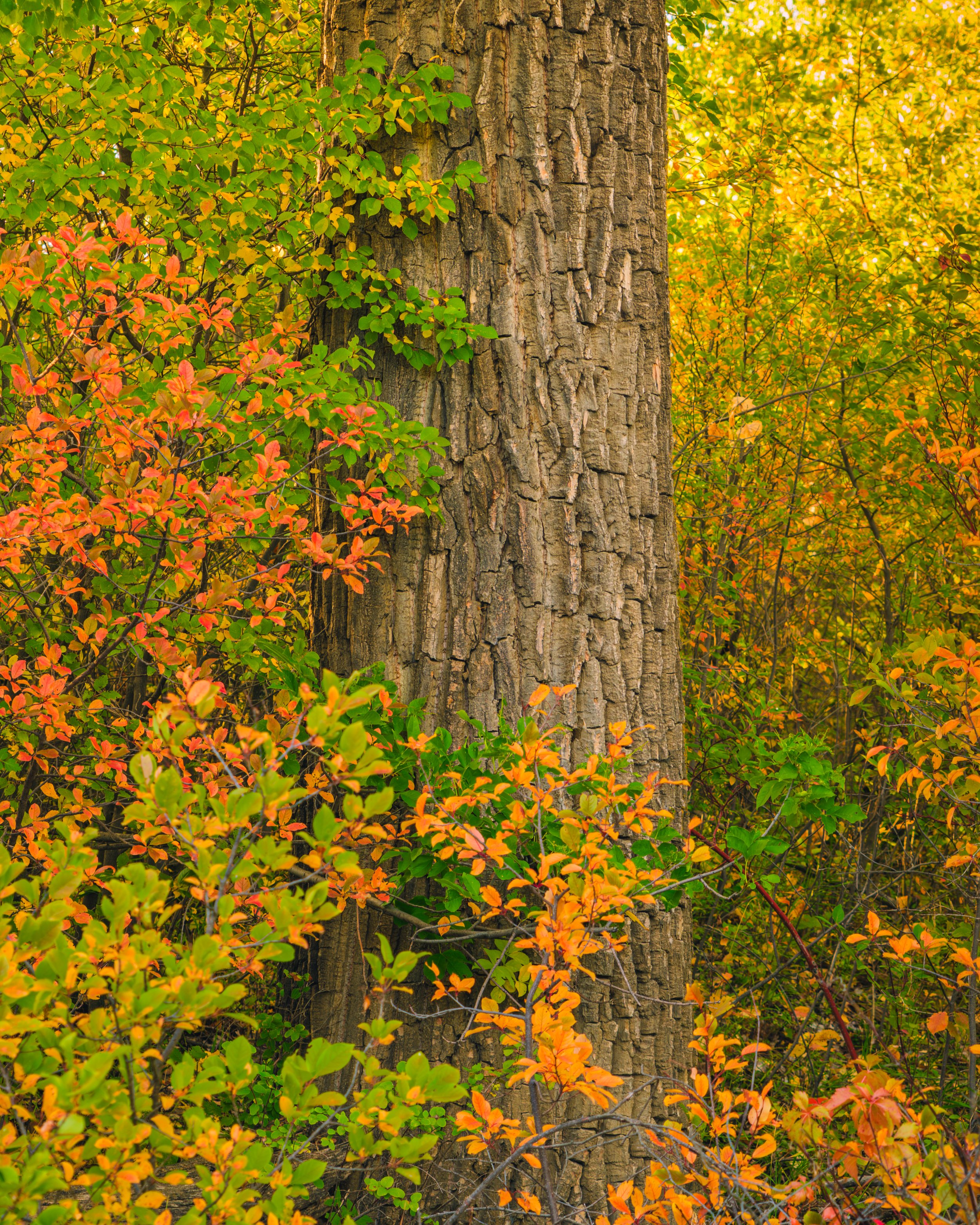 Fall Colours 2 .jpg