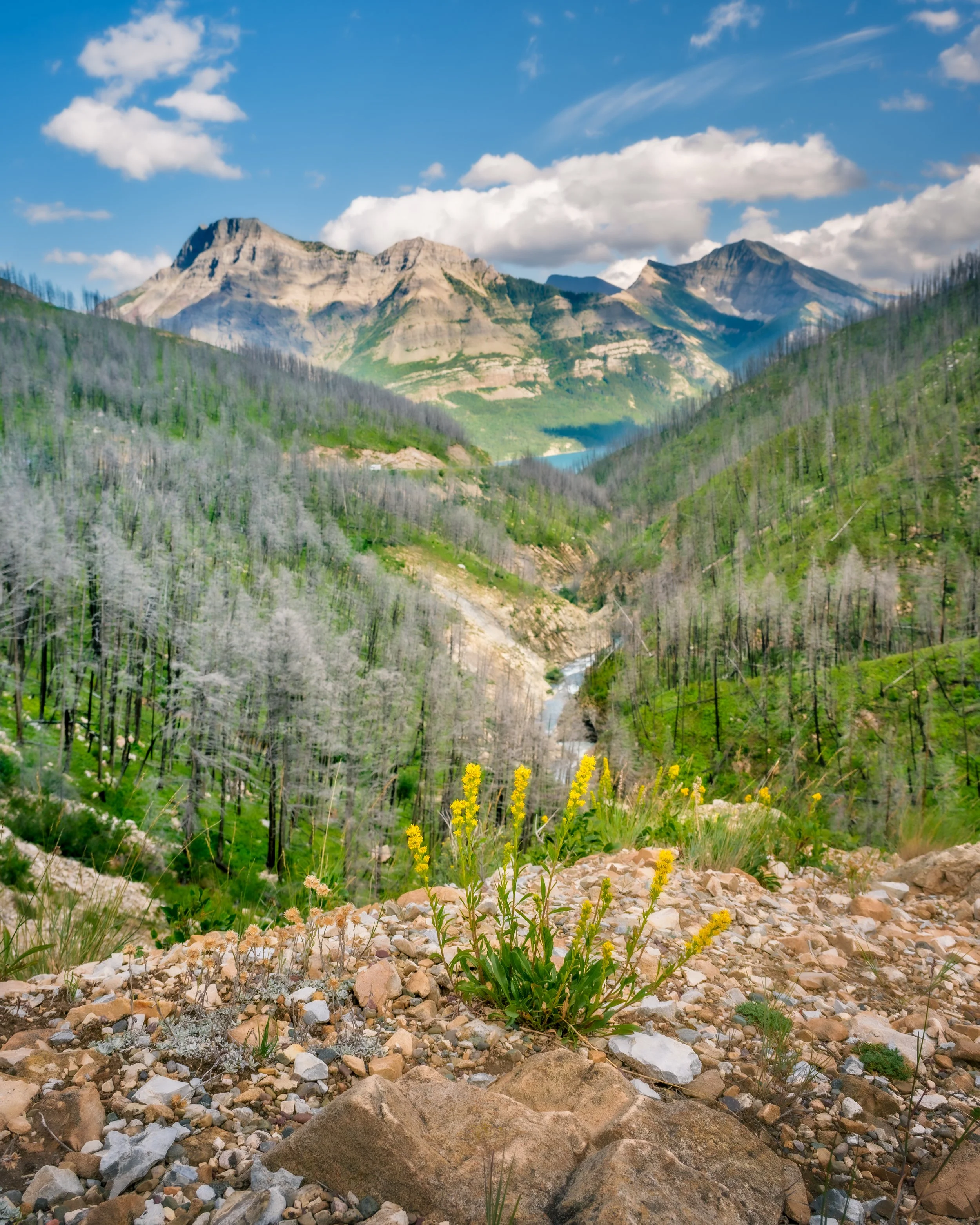 Flowers with a View .jpg