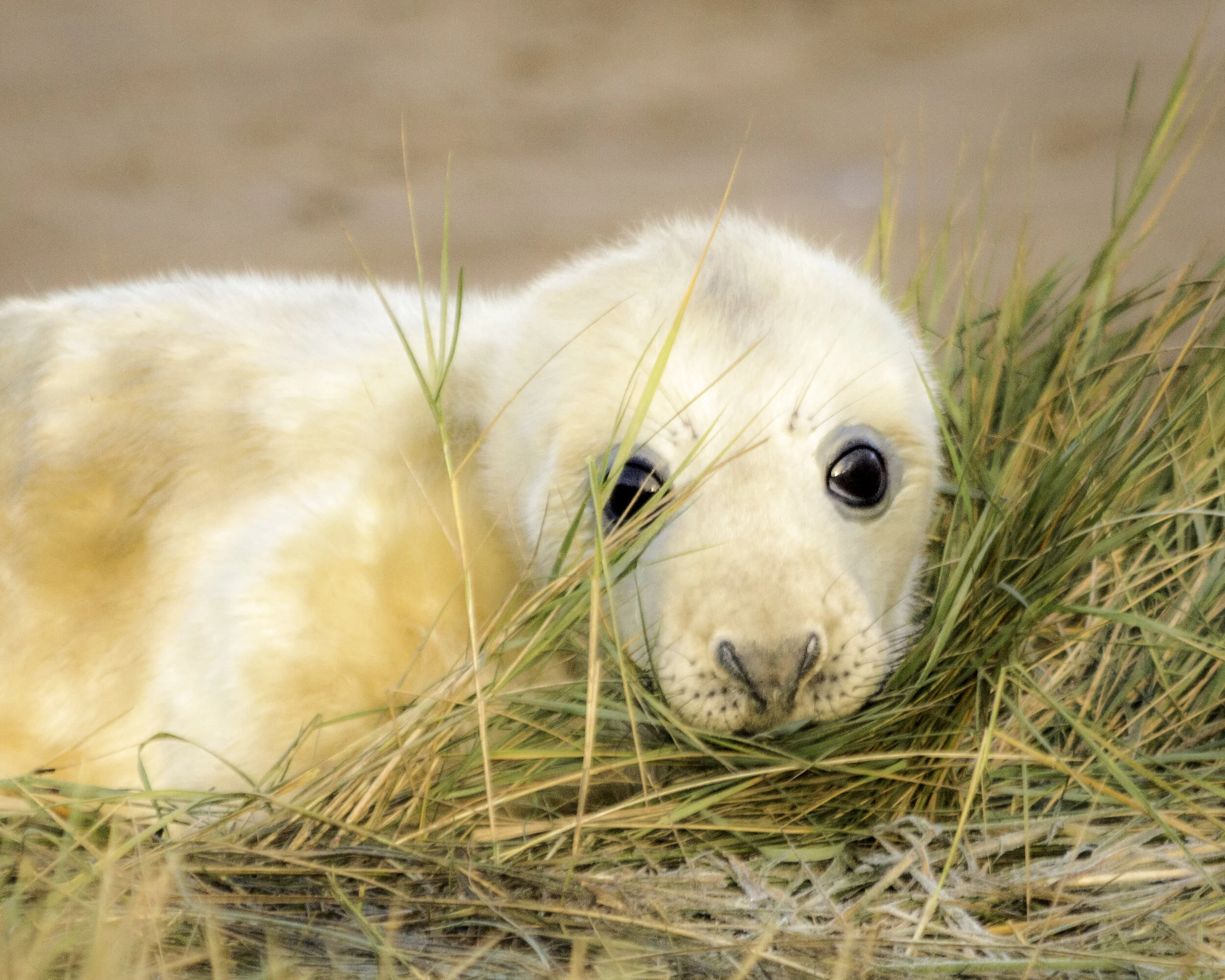 Hiding Seal 2016.jpg