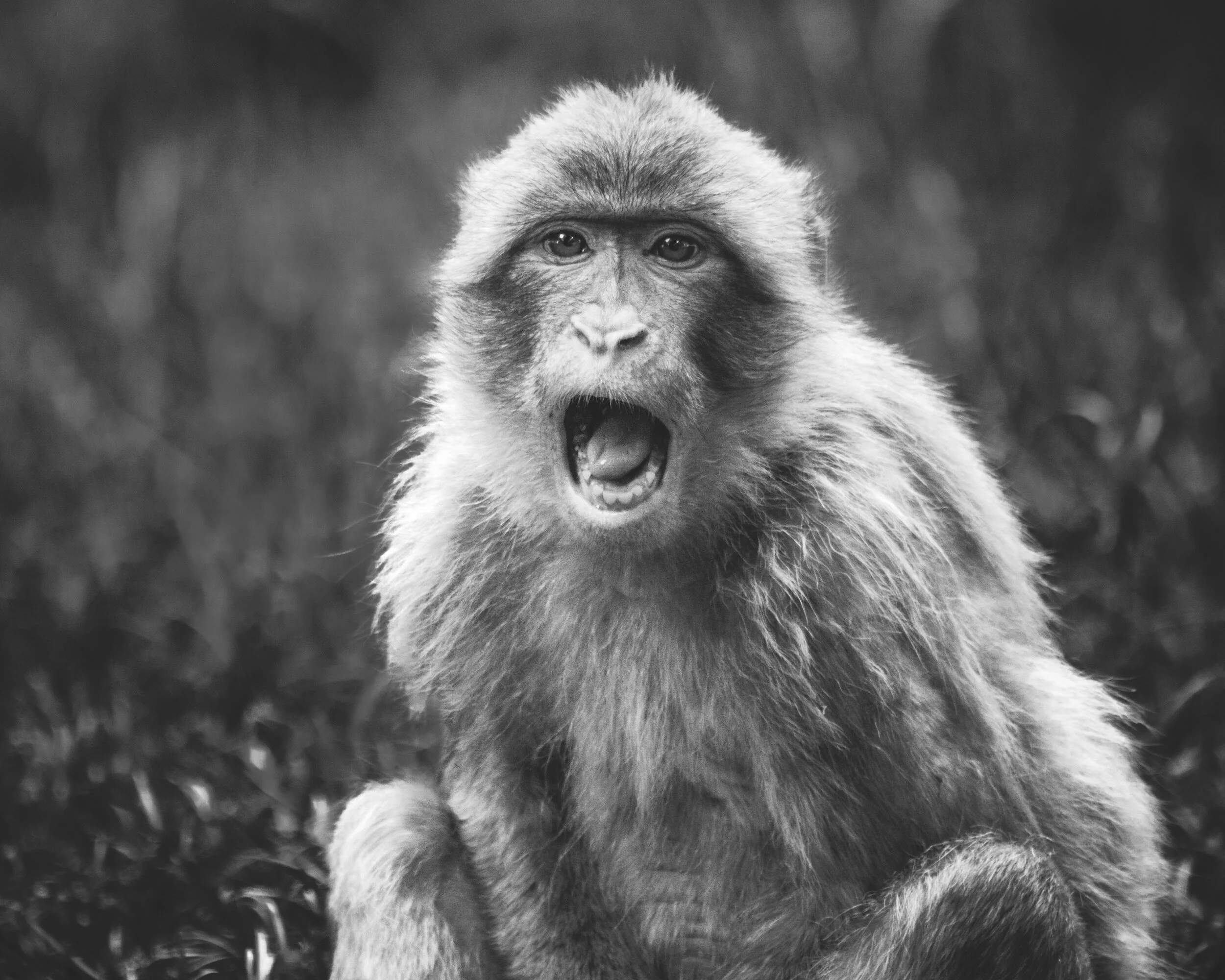 Barbary Ape Black and White 2014.jpg
