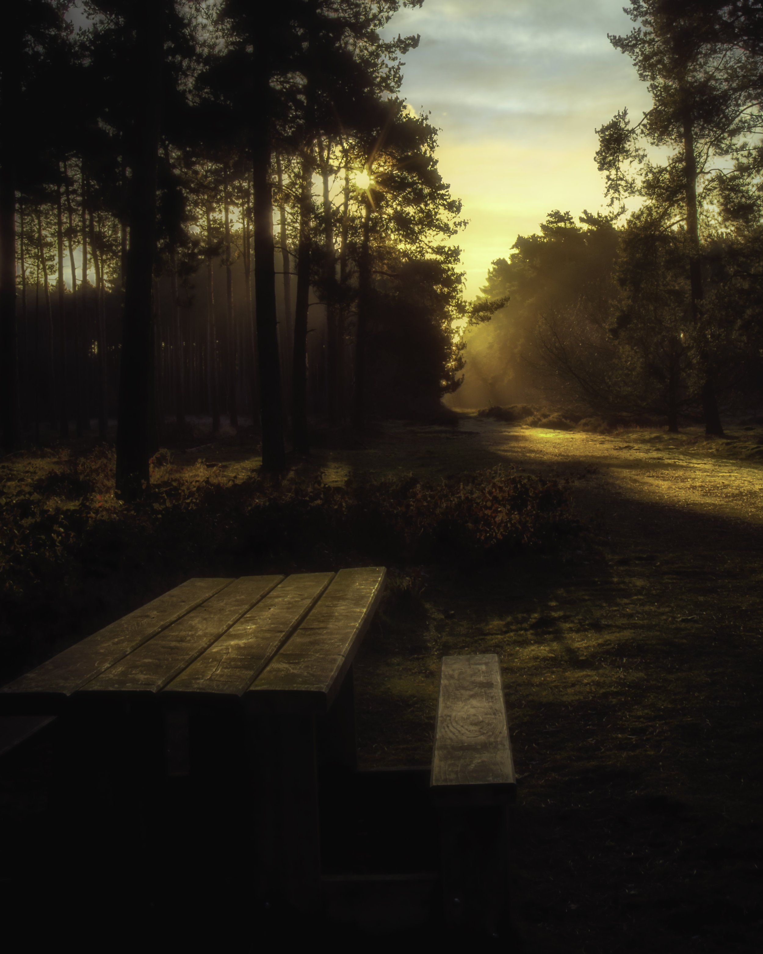 Sunrise_in_the_Woods_2013.jpg