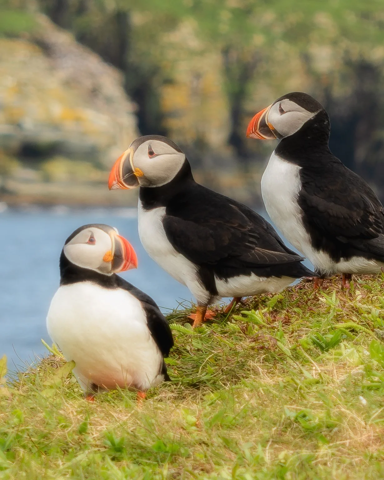 Trio_of_Puffins_June_2024__2.jpg