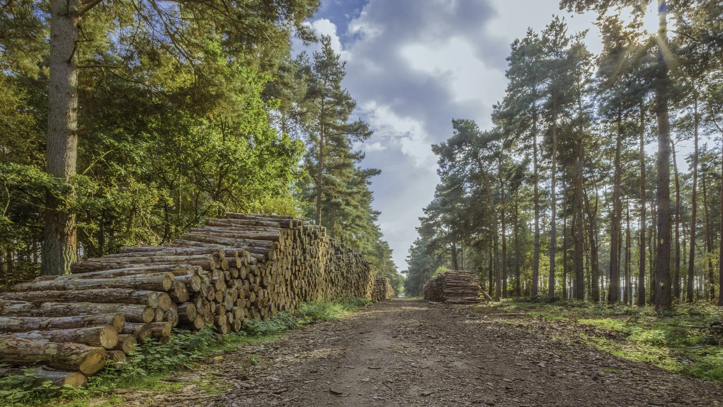 Logging Season 2015.jpg