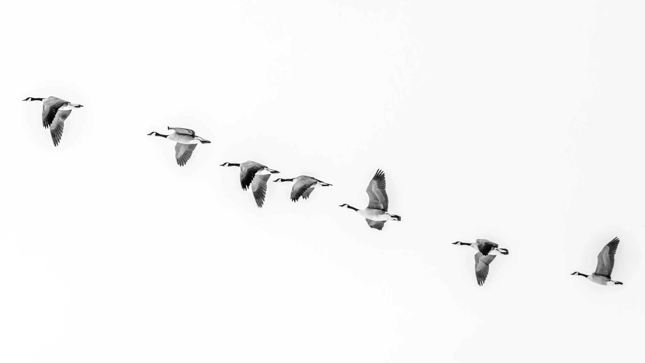 Geese 16 x 9 in flight .jpg