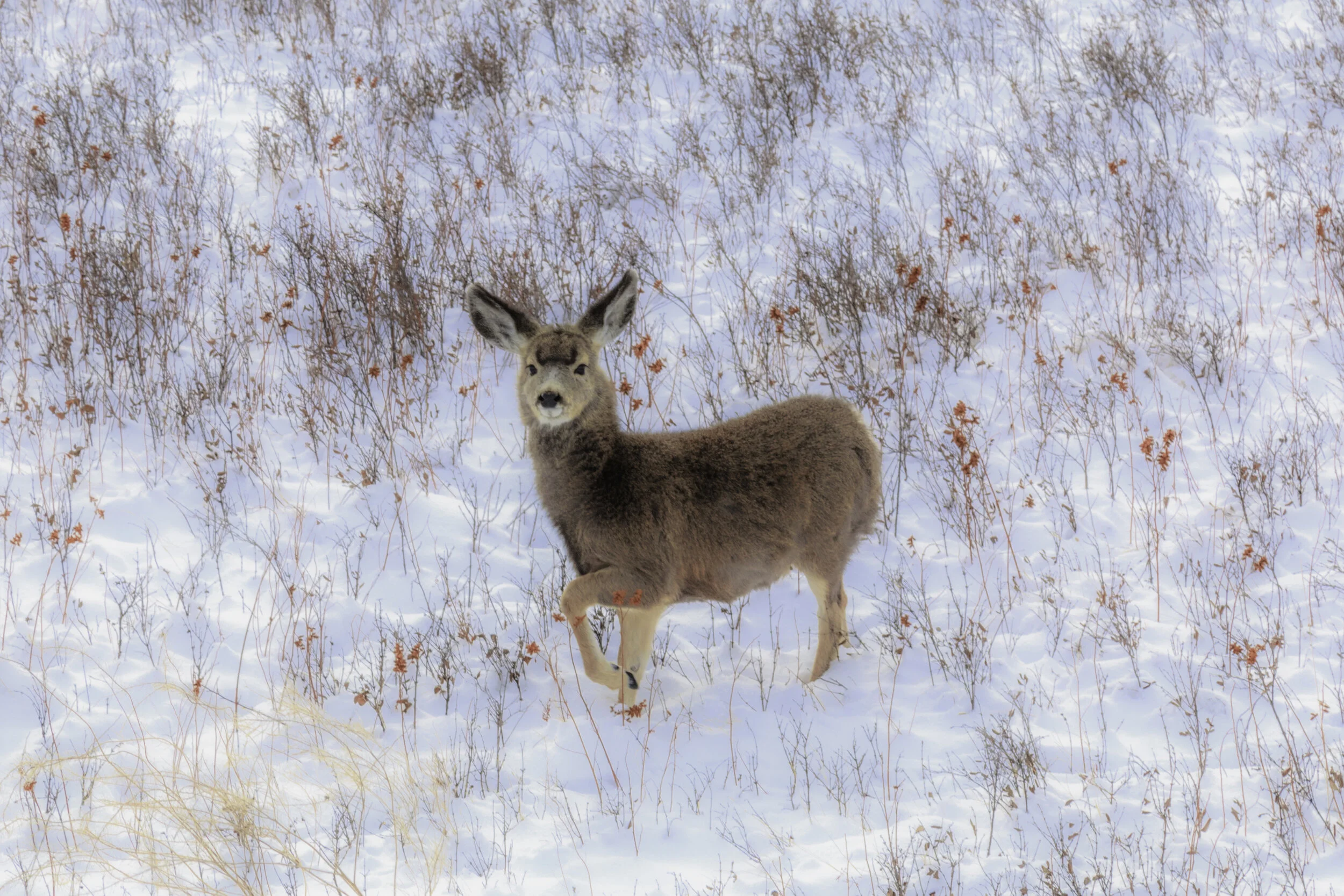Fawn in the Snow 2017.jpg