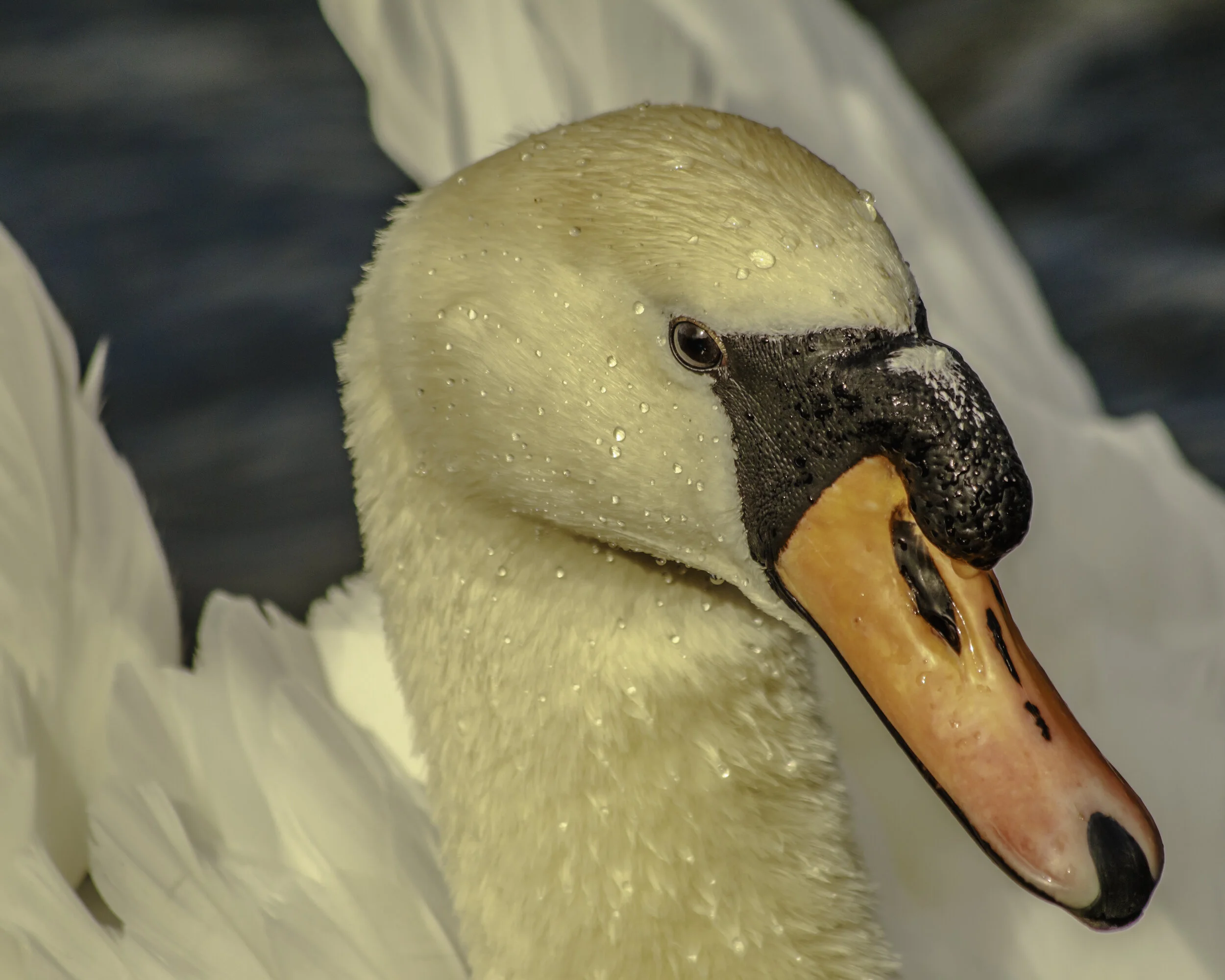 Wildlife Swan Portrait 2015.jpg