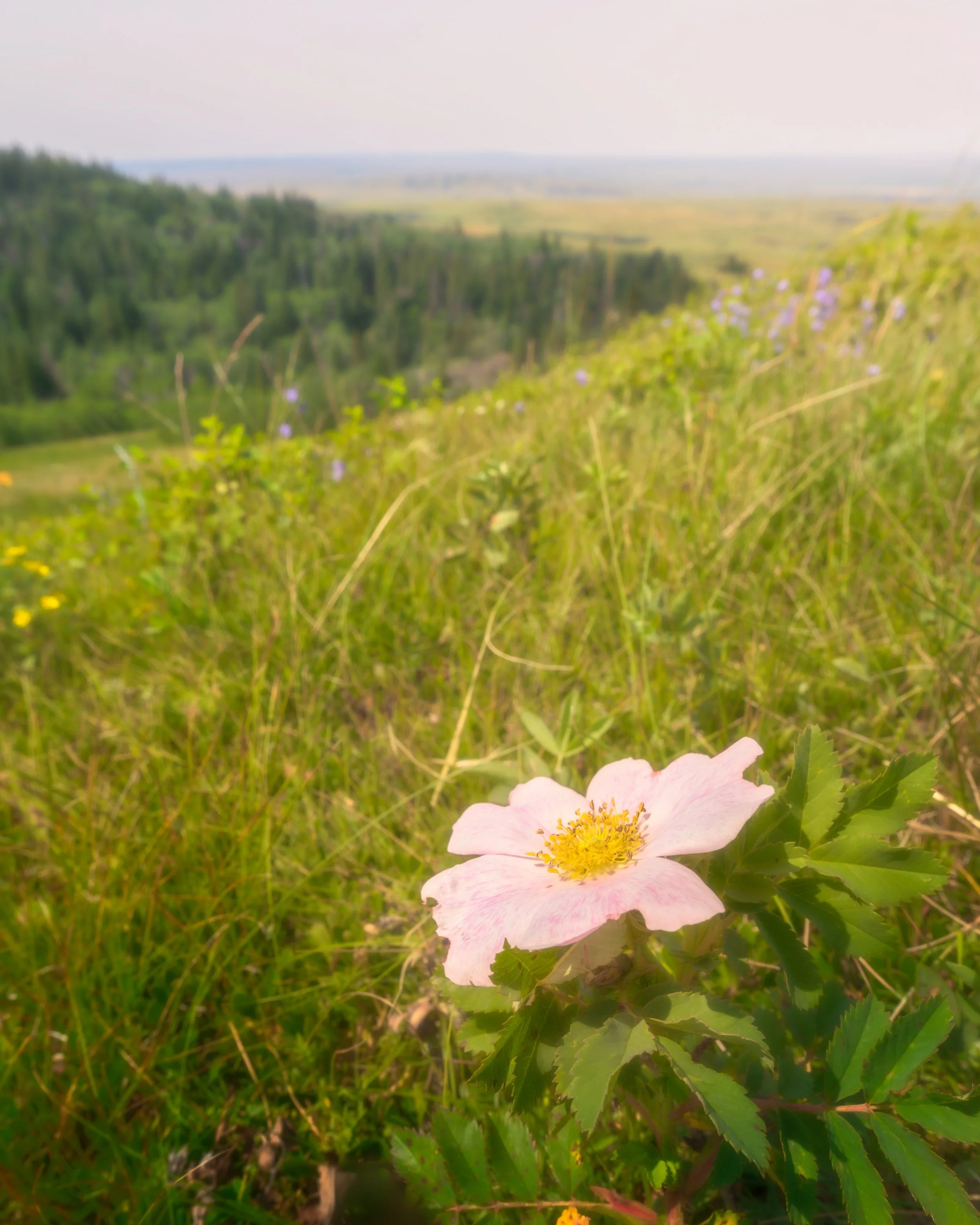 Flower 1 .jpg