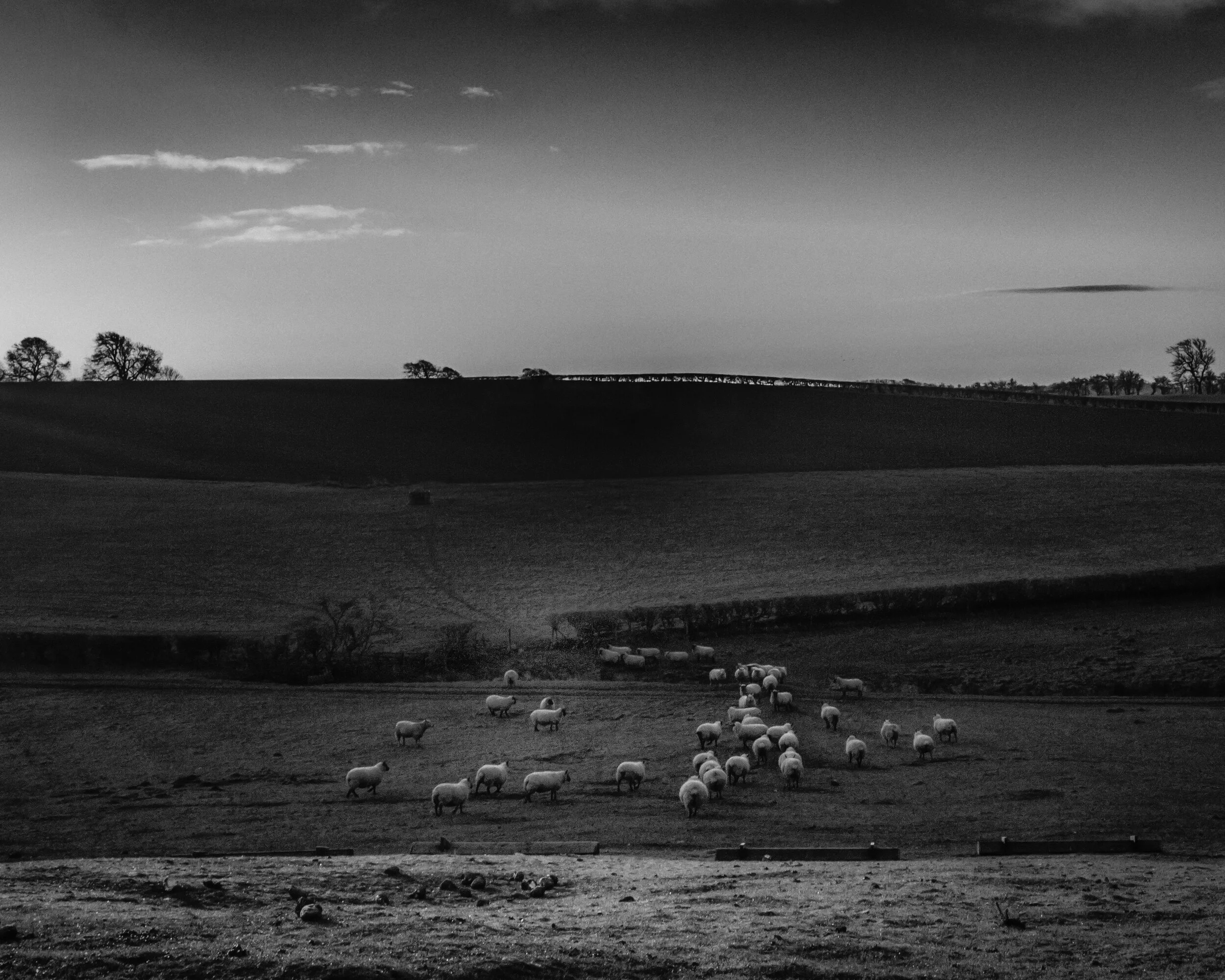 Wandering Sheep Black and White.jpg
