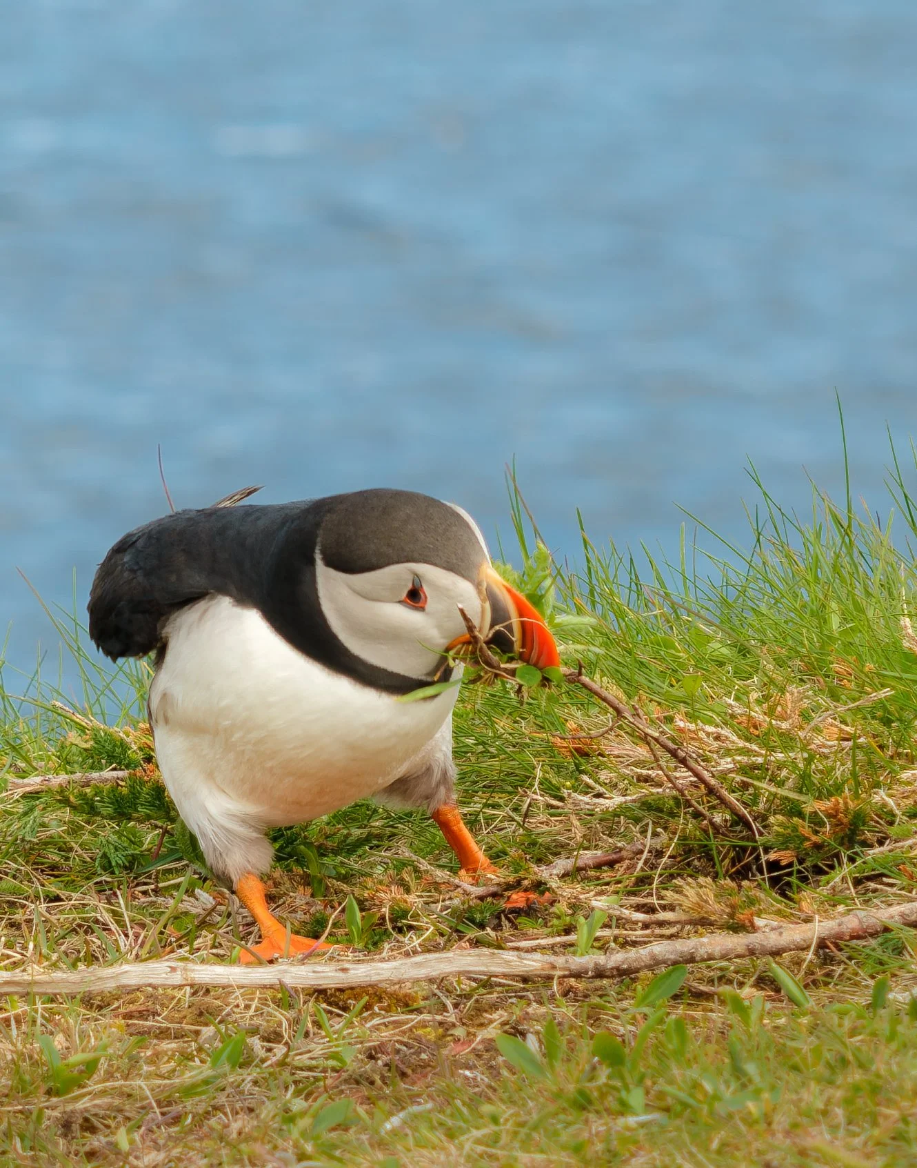 Puffin_tugging_as_Twig_June_2024.jpg