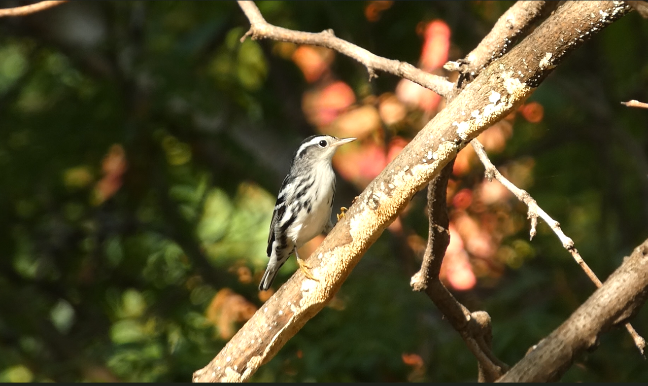 Black and white warbler - 0.png
