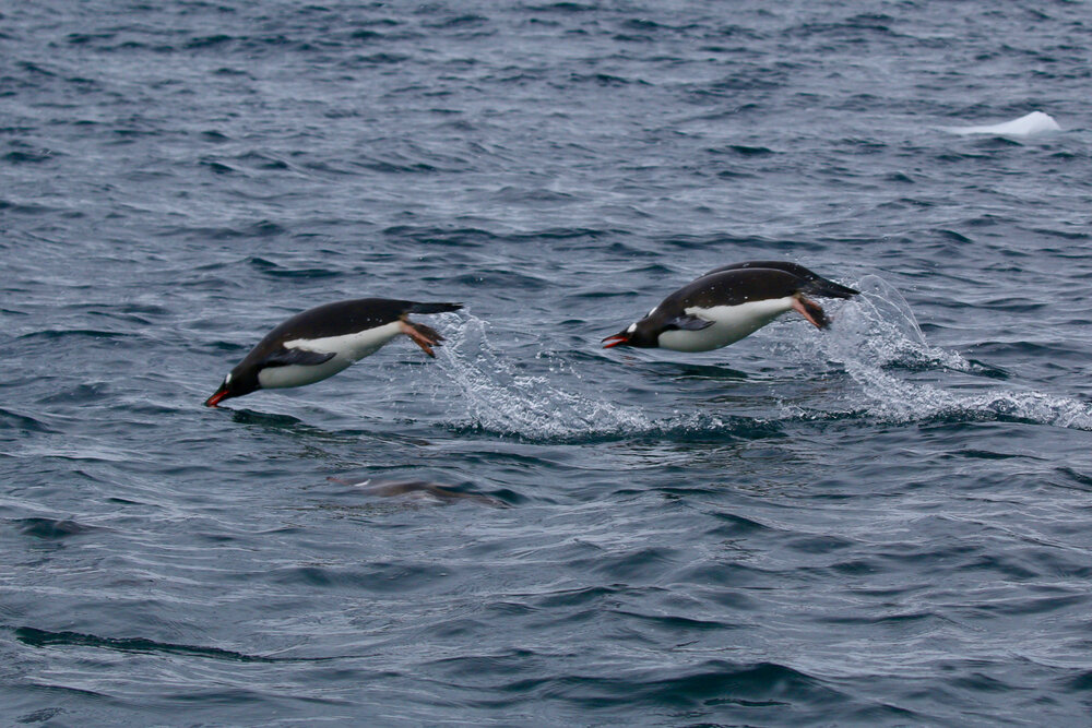 Gentoo penguins