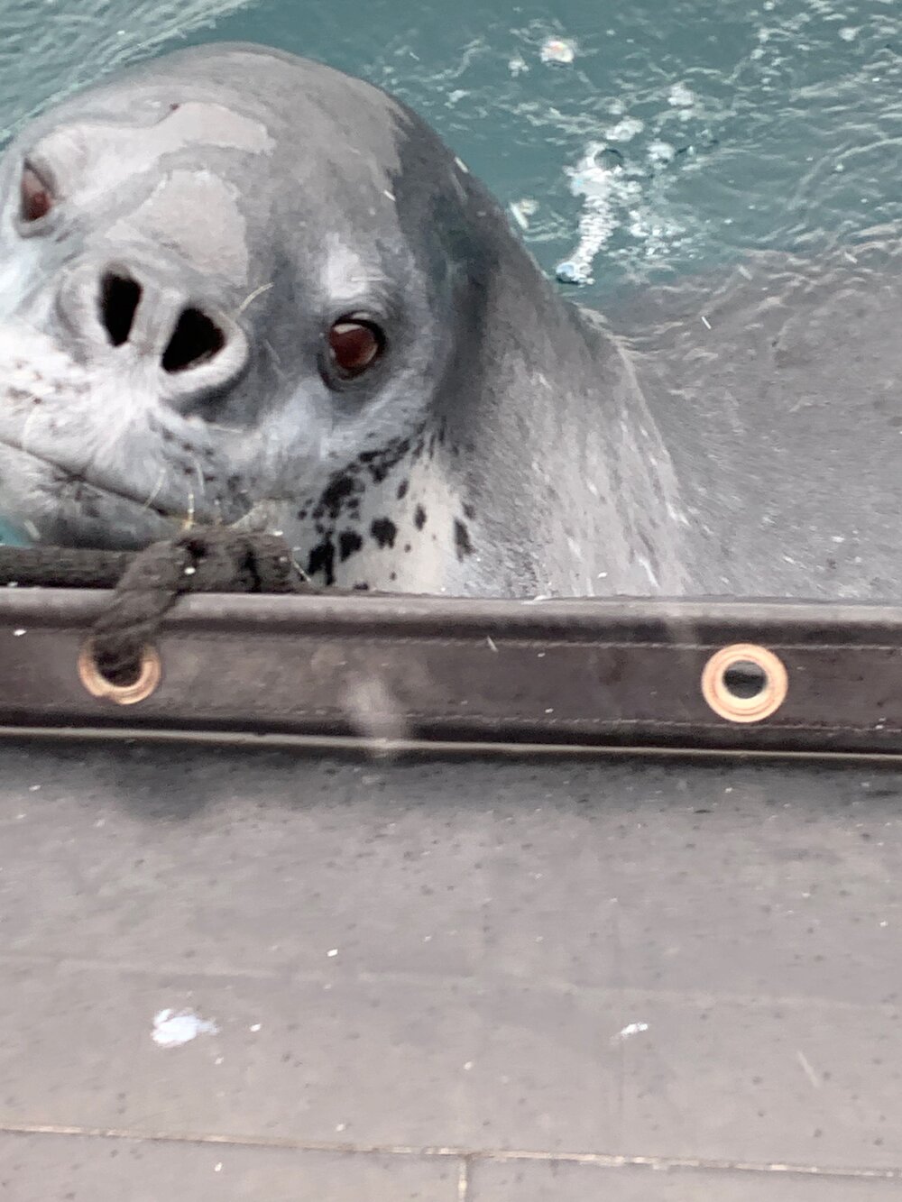 Seal trying to come onboard the zodiac