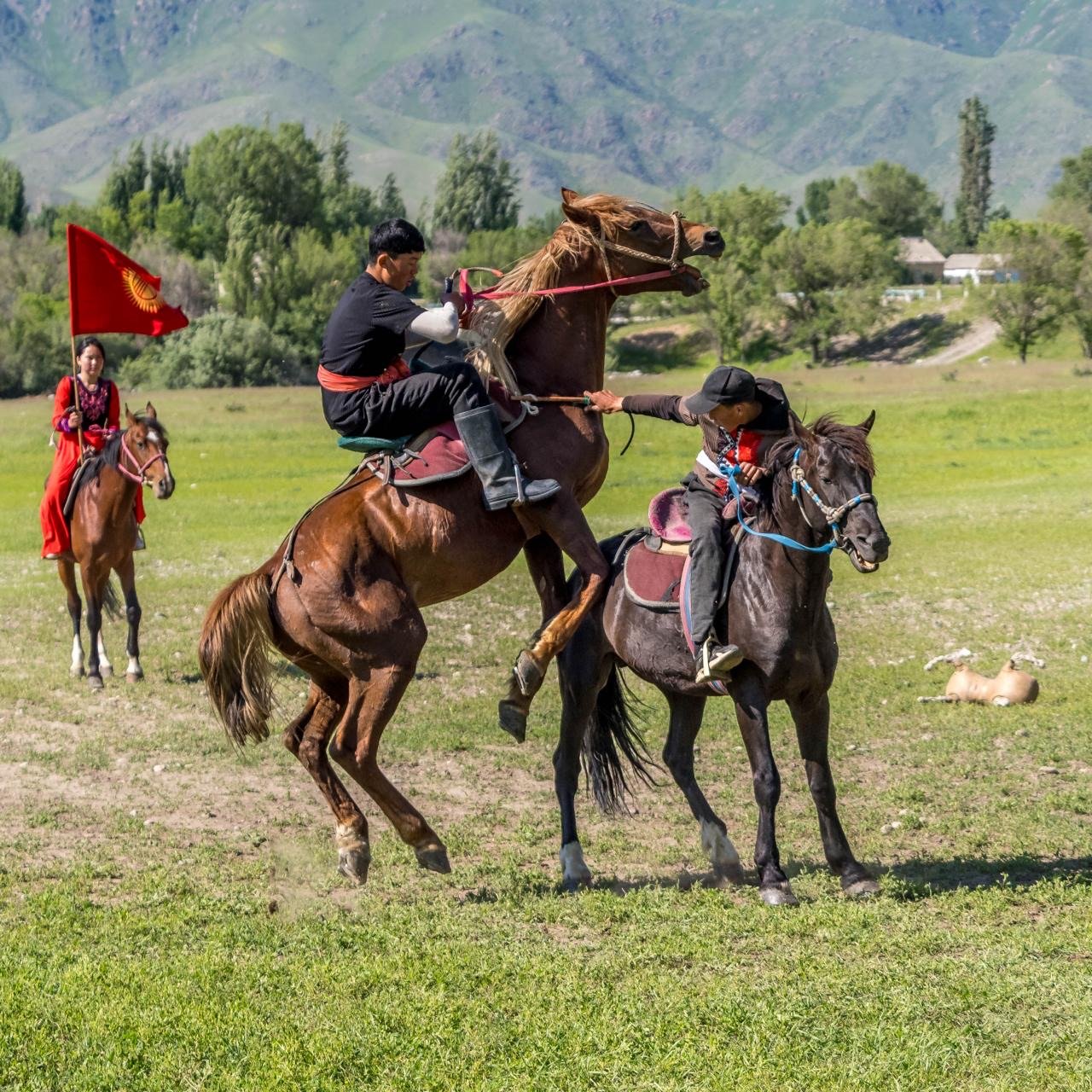 Horses 1.jpg