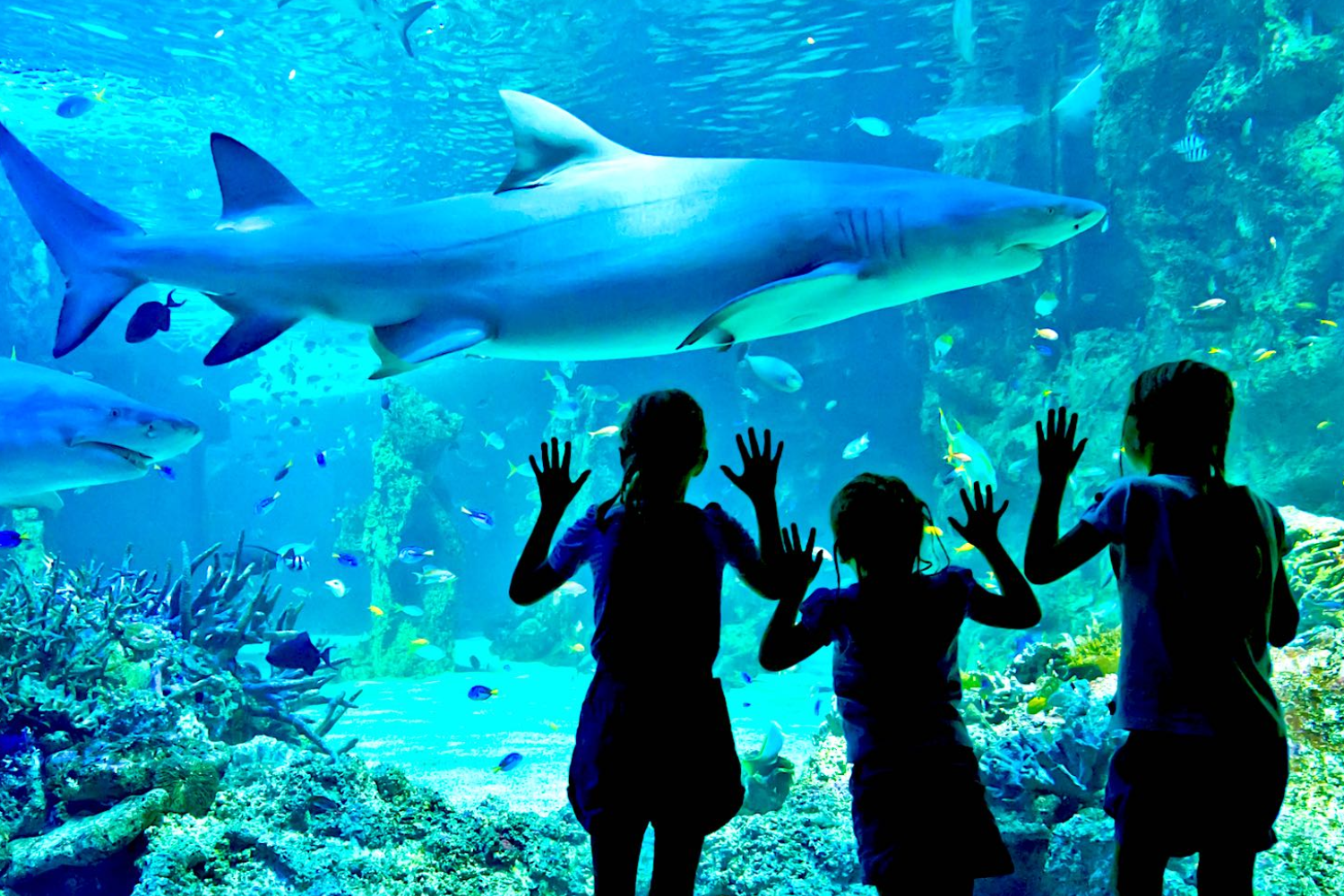 SEA LIFE Sydney Aquarium