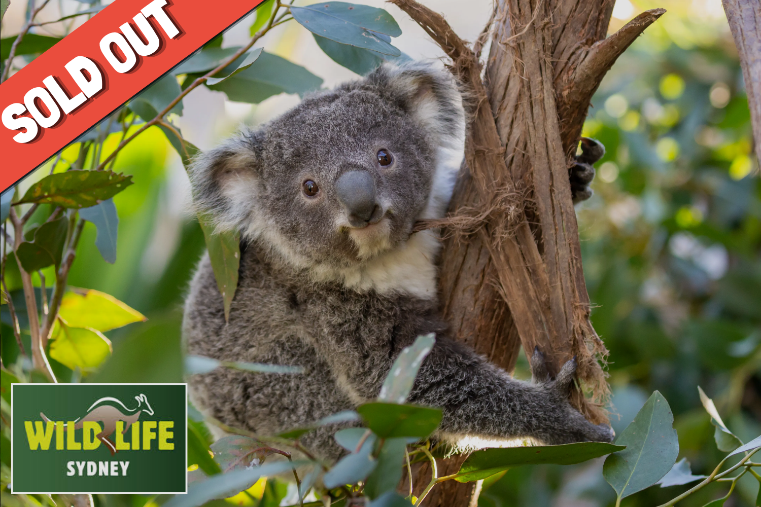 WILD LIFE Sydney Zoo