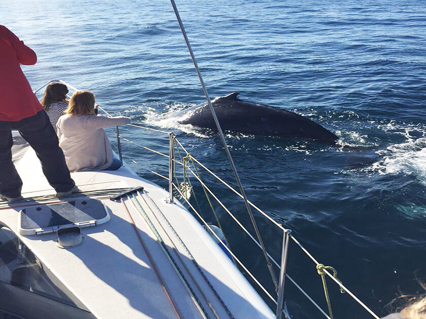 champagne_sailing_whalewatching02.jpeg