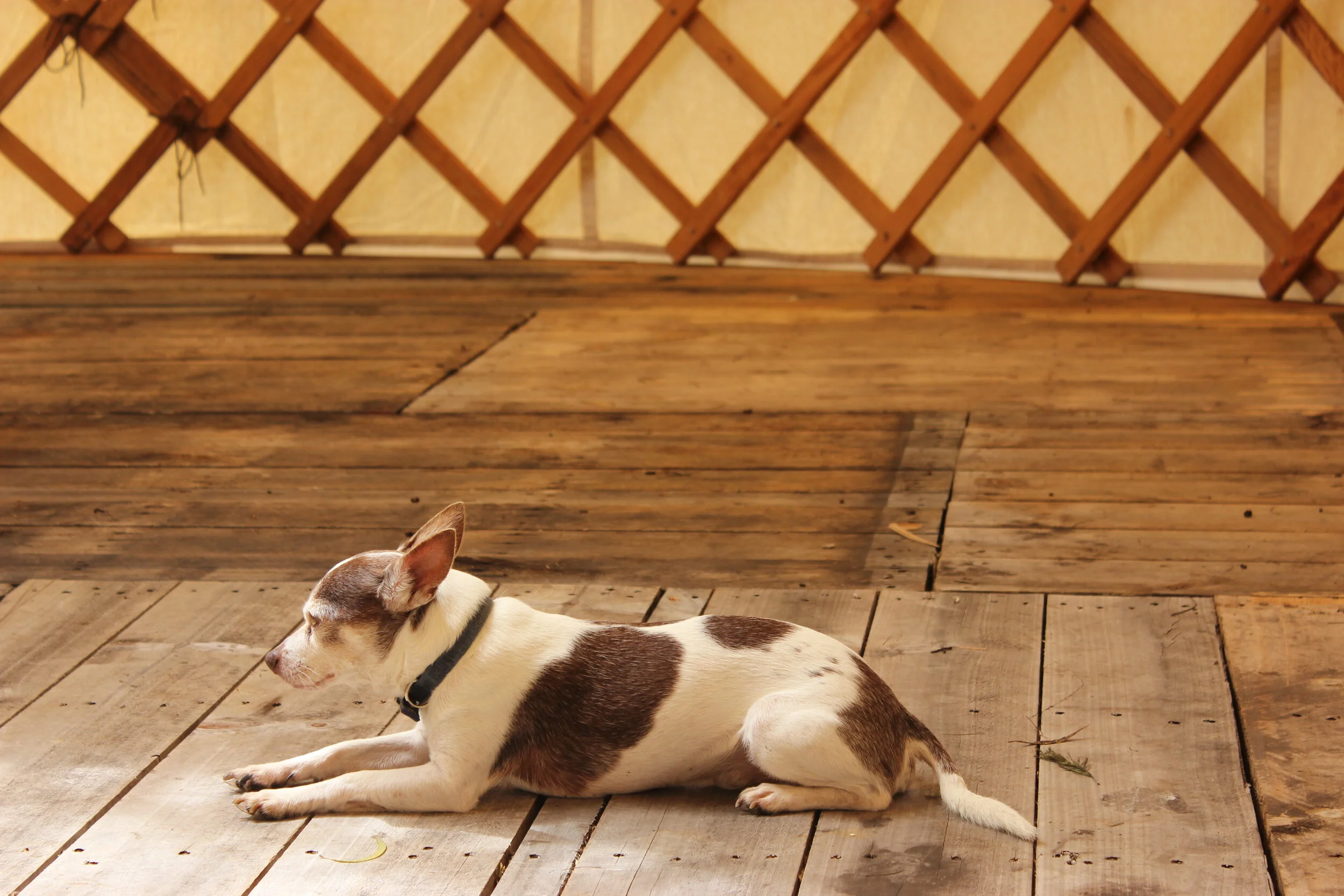 21  OCP Urban Grown building a Yurt frame.JPG